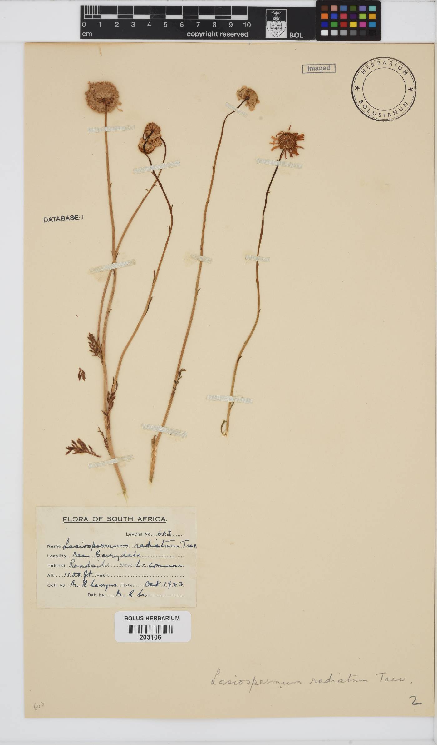 Lasiospermum bipinnatum image