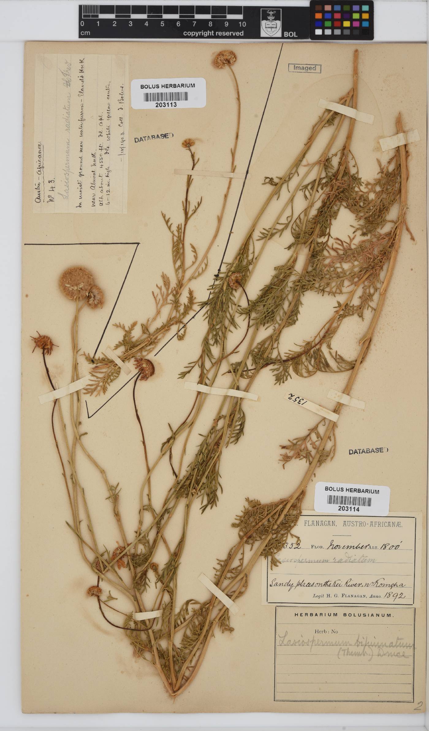 Lasiospermum bipinnatum image