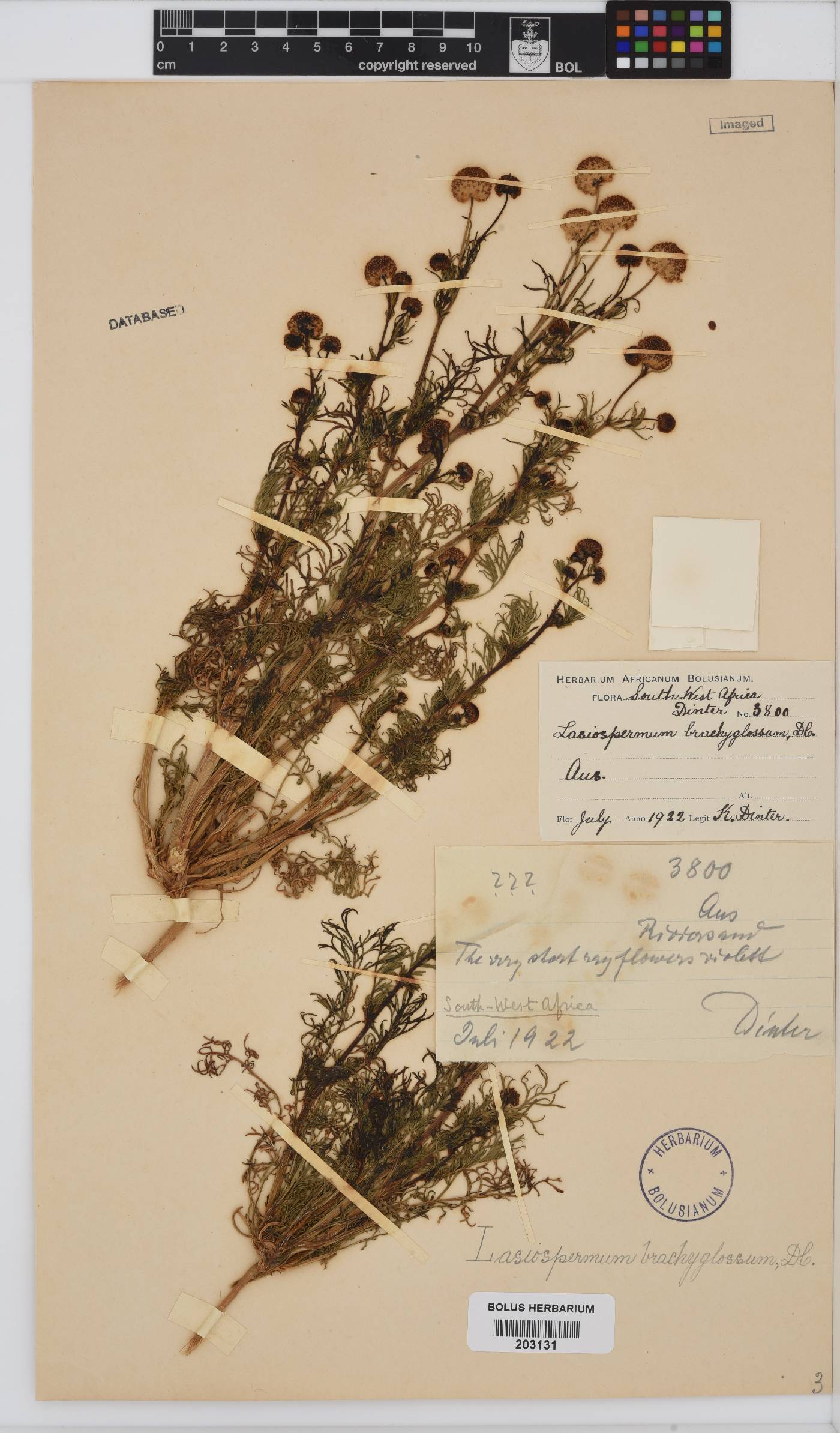 Lasiospermum brachyglossum image