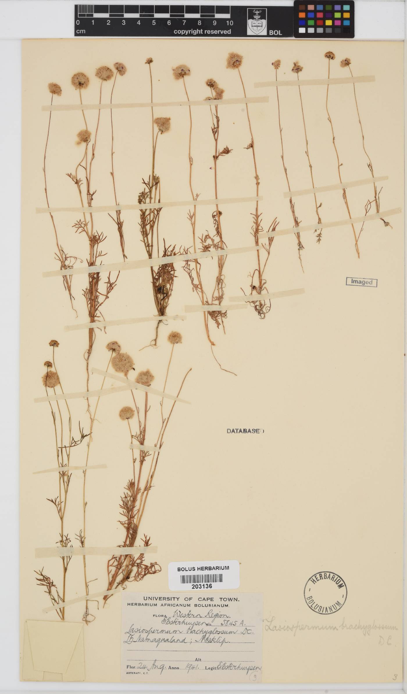 Lasiospermum brachyglossum image
