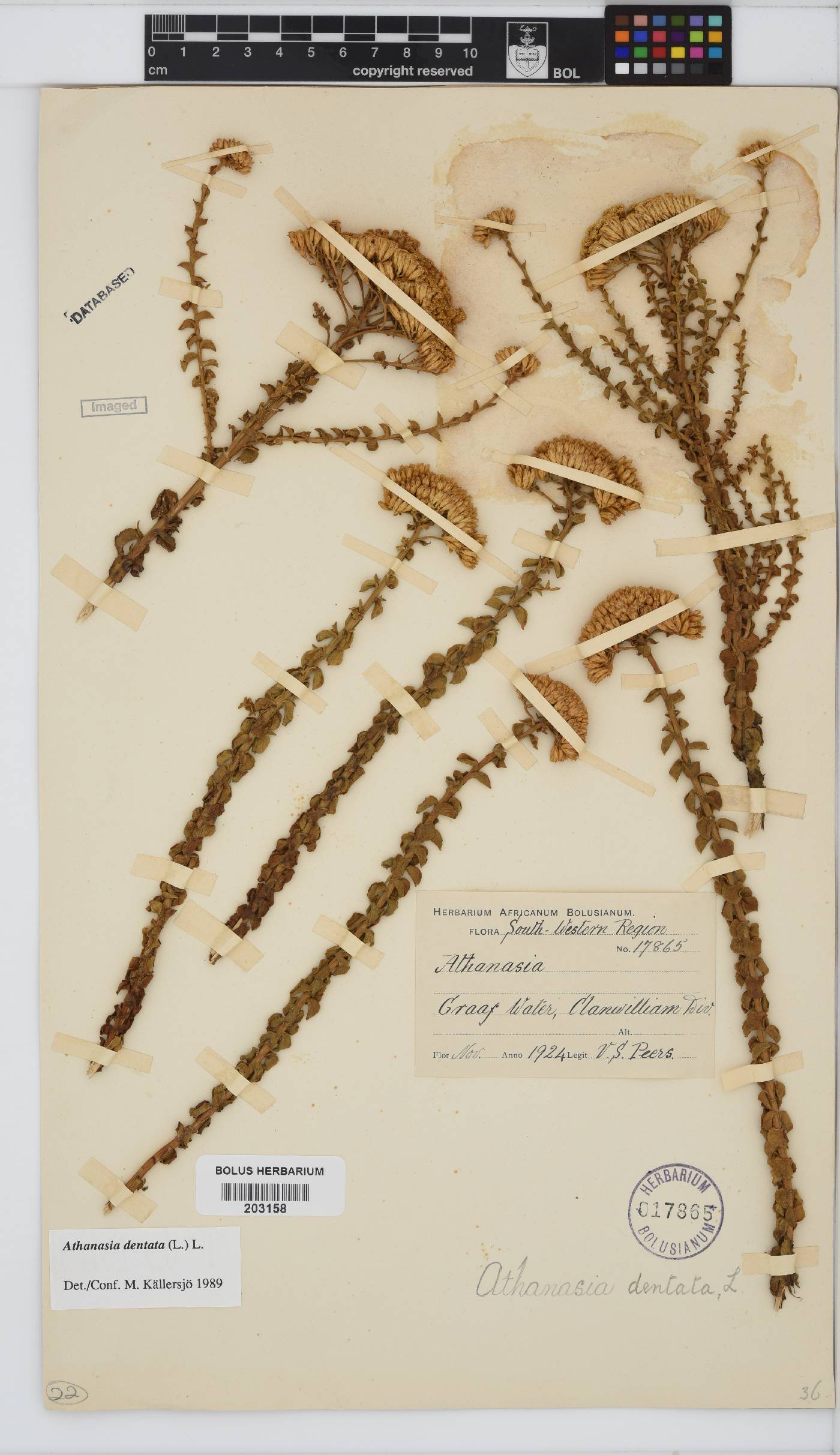 Athanasia dentata image