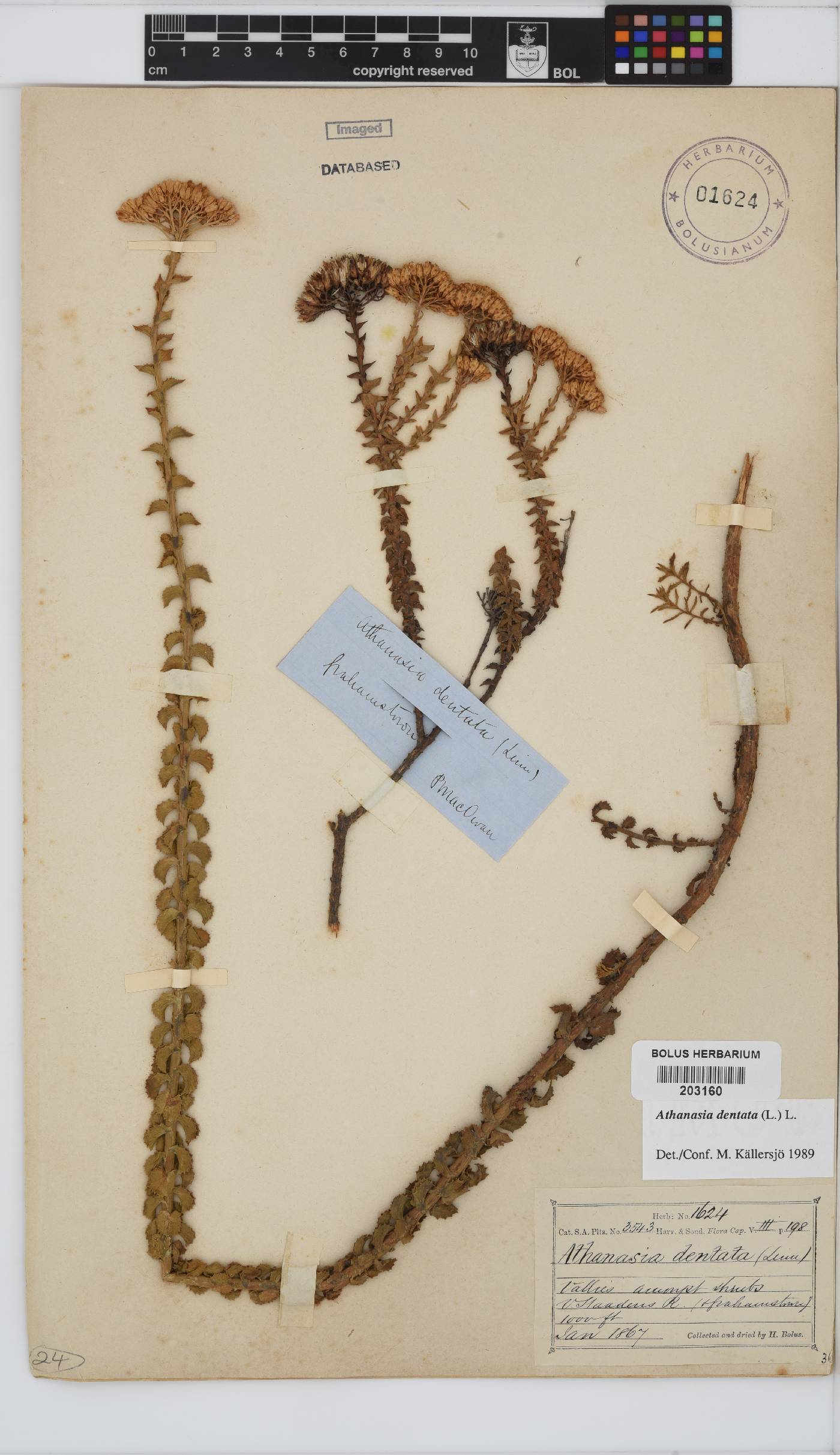 Athanasia dentata image