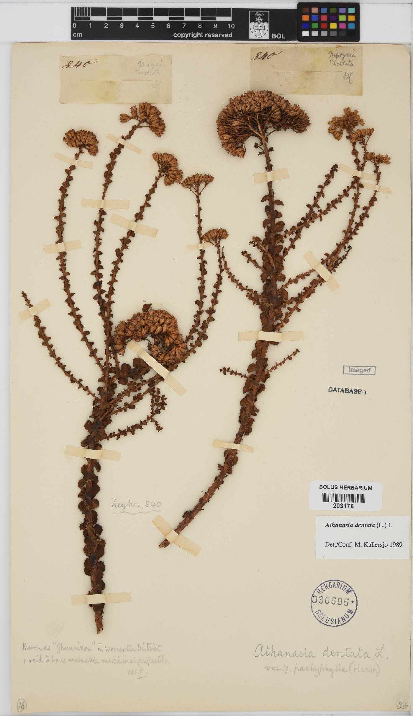 Athanasia dentata image