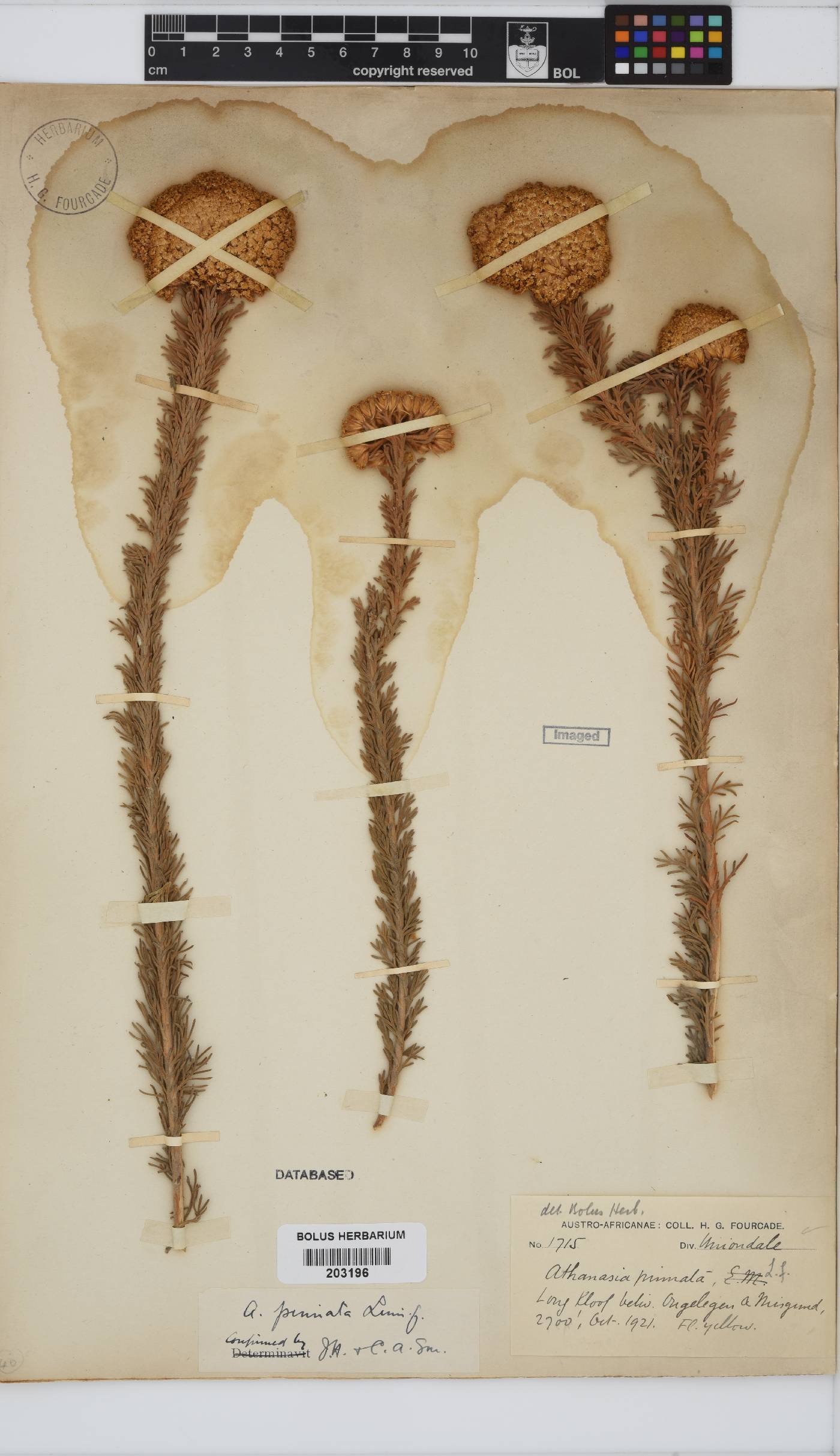 Athanasia pinnata image