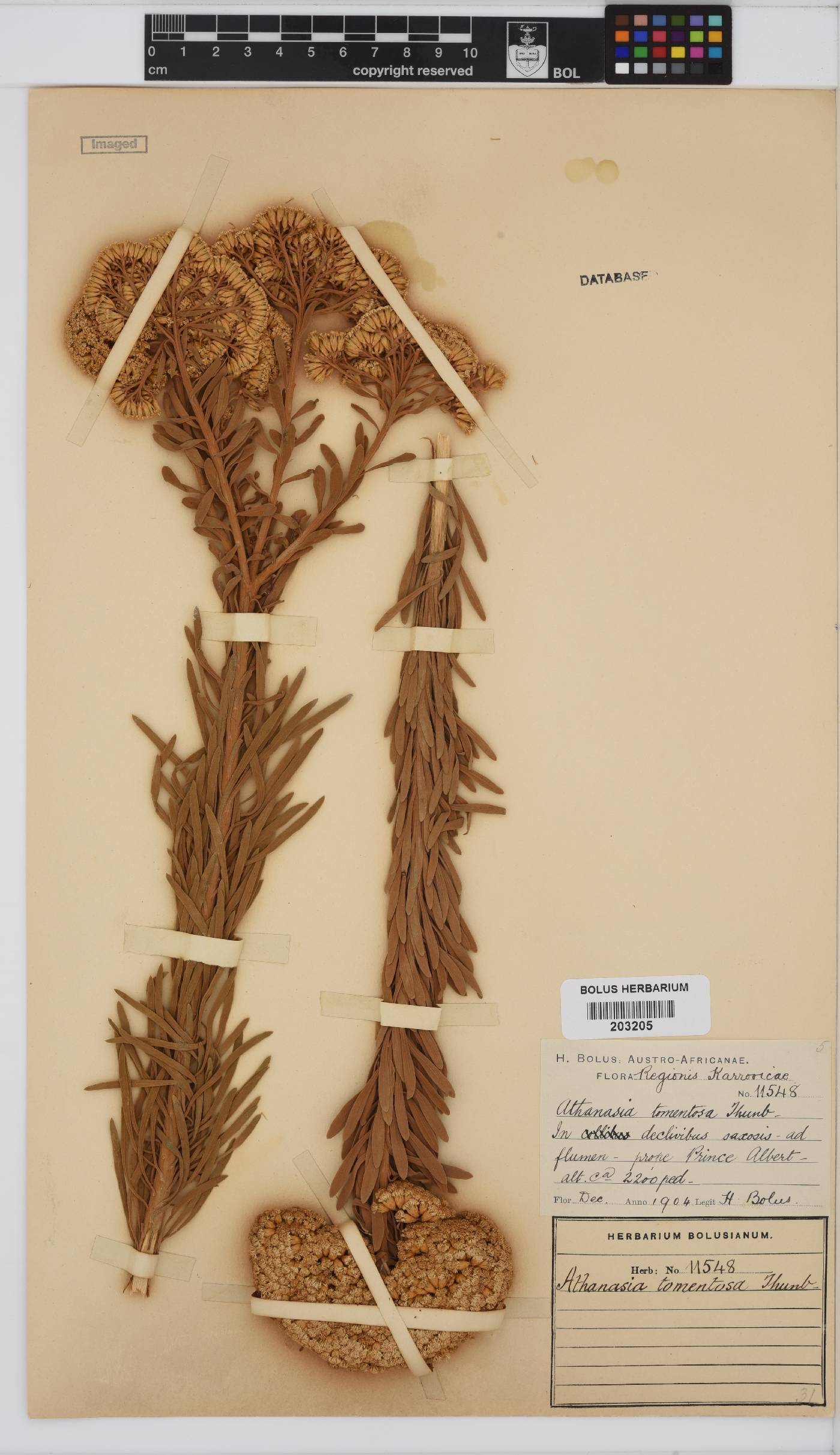 Athanasia tomentosa image