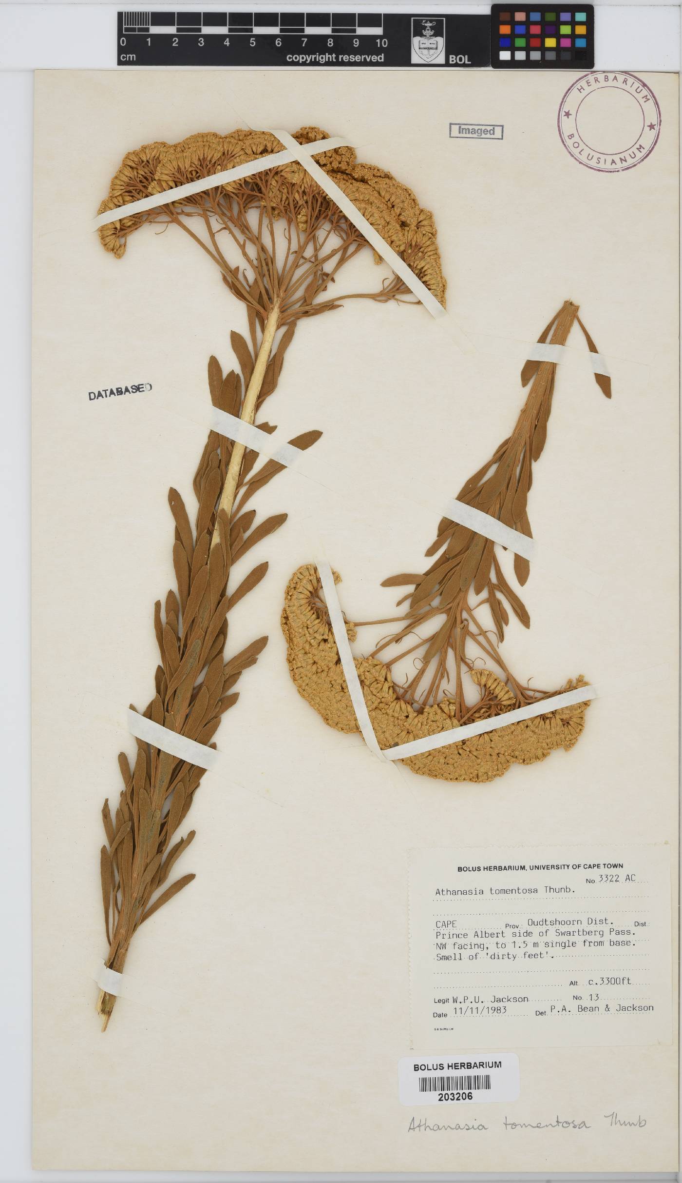 Athanasia tomentosa image
