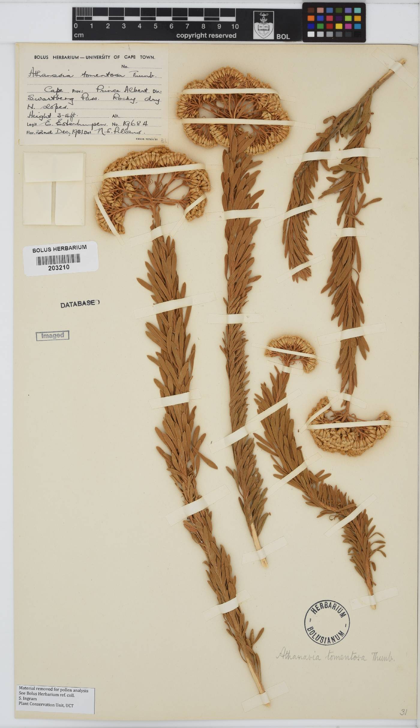 Athanasia tomentosa image