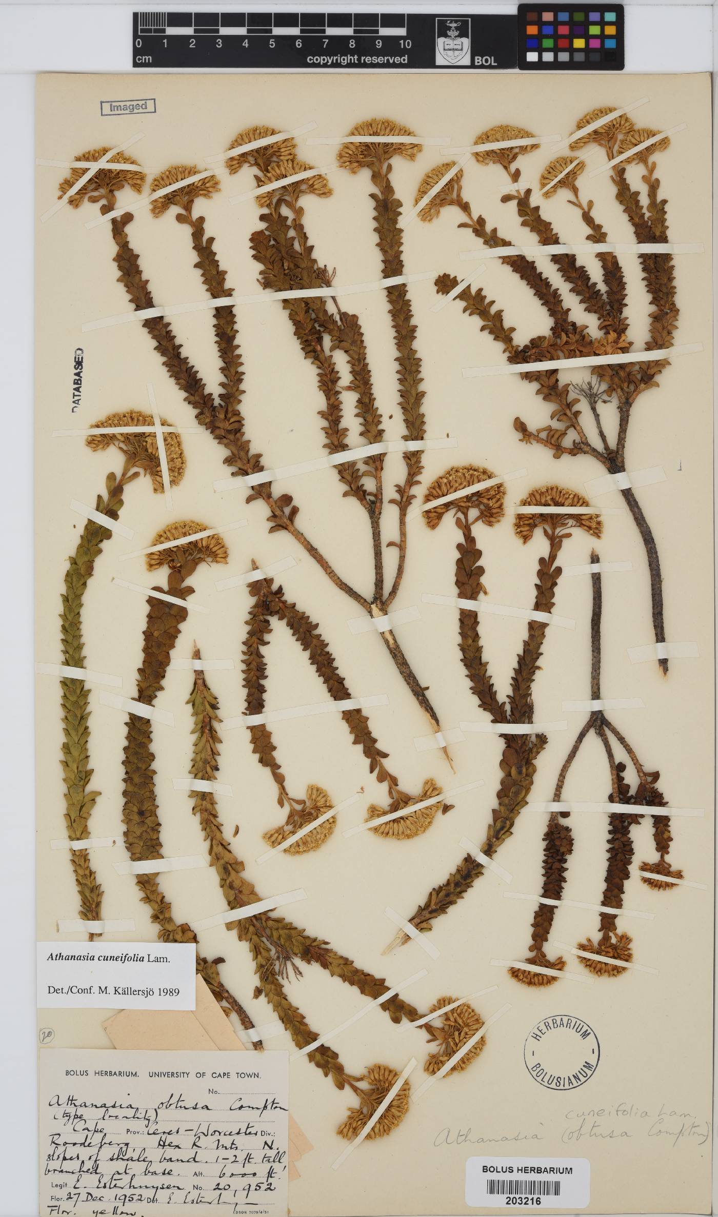 Athanasia cuneifolia image