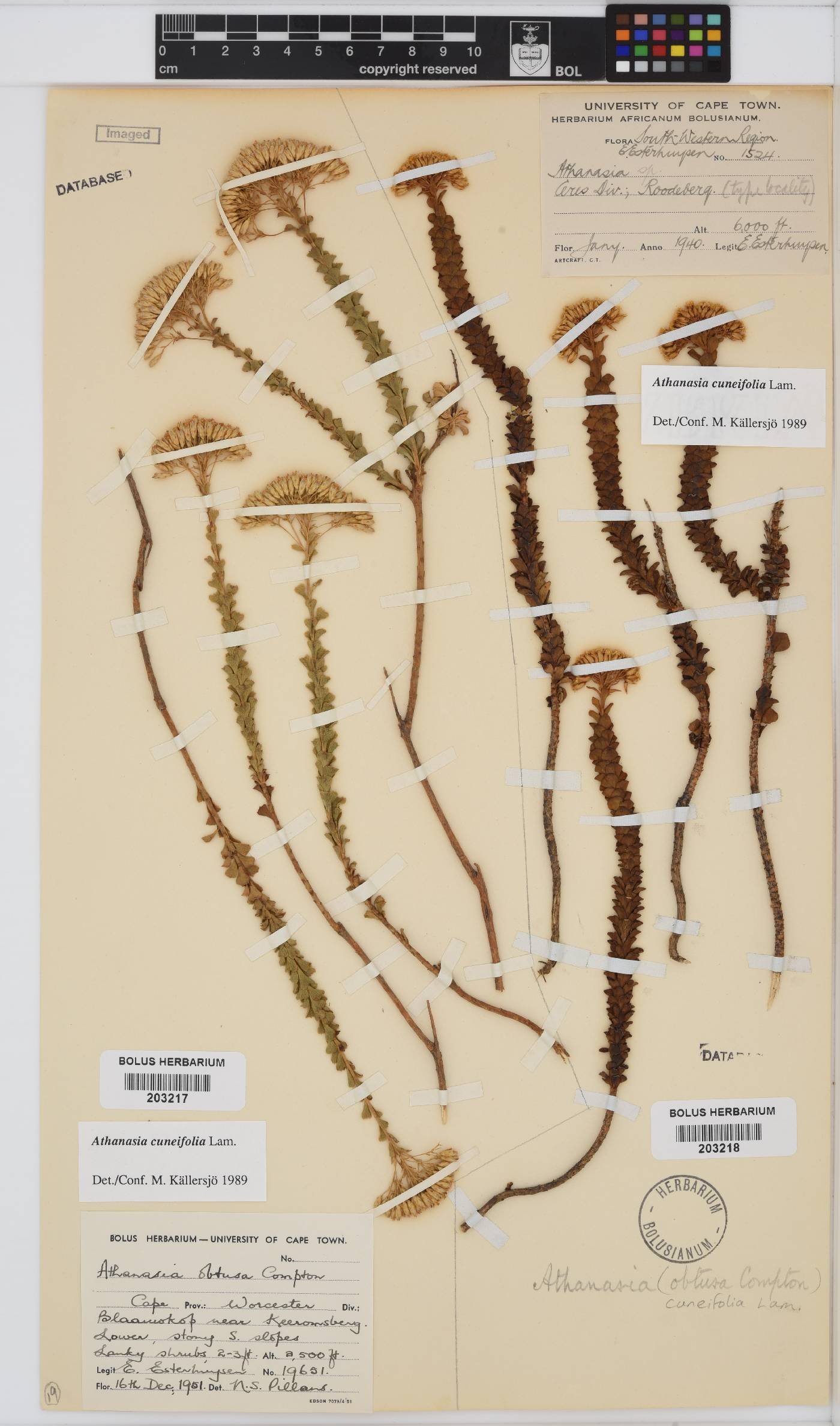 Athanasia cuneifolia image