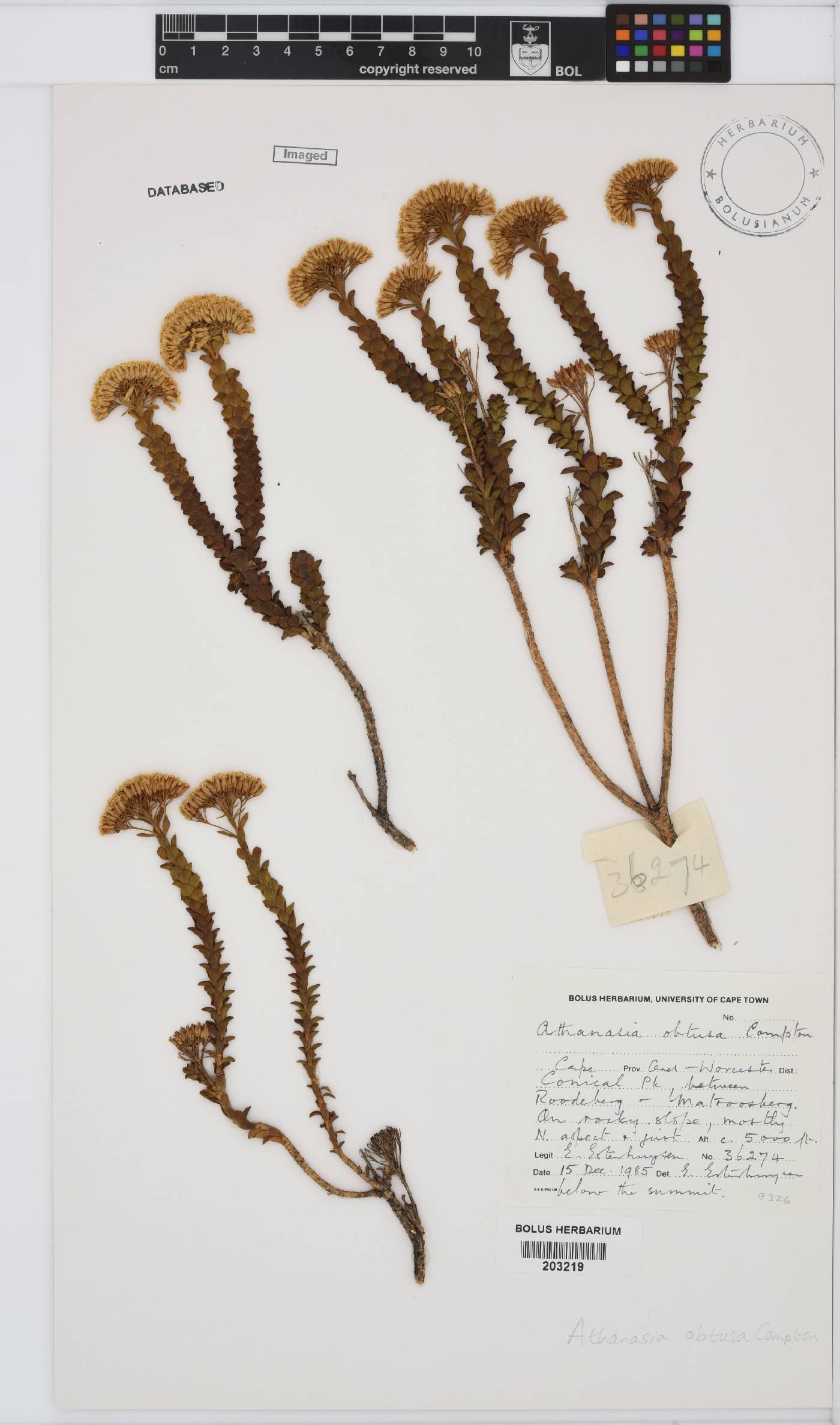 Athanasia cuneifolia image