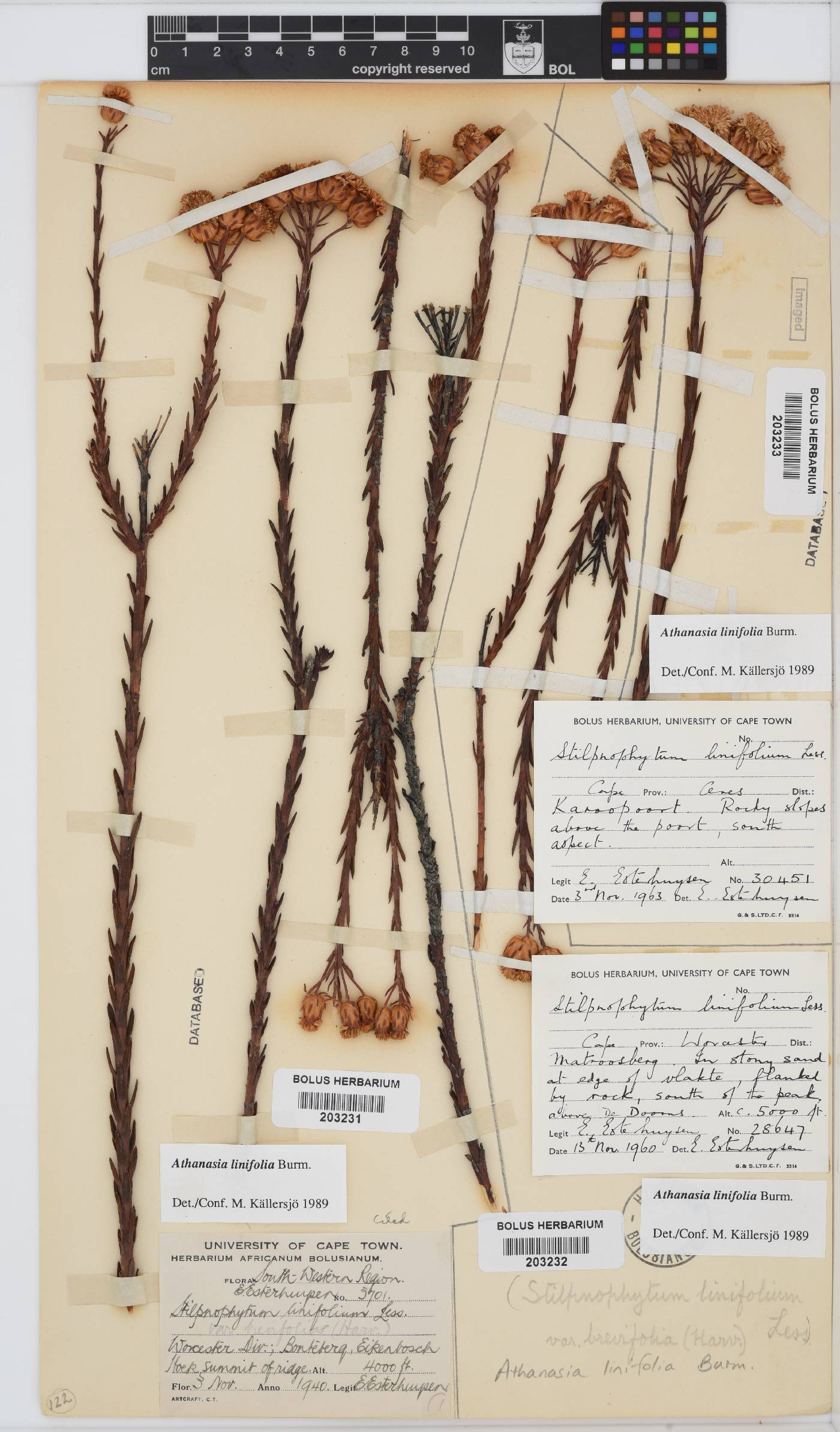 Athanasia linifolia image