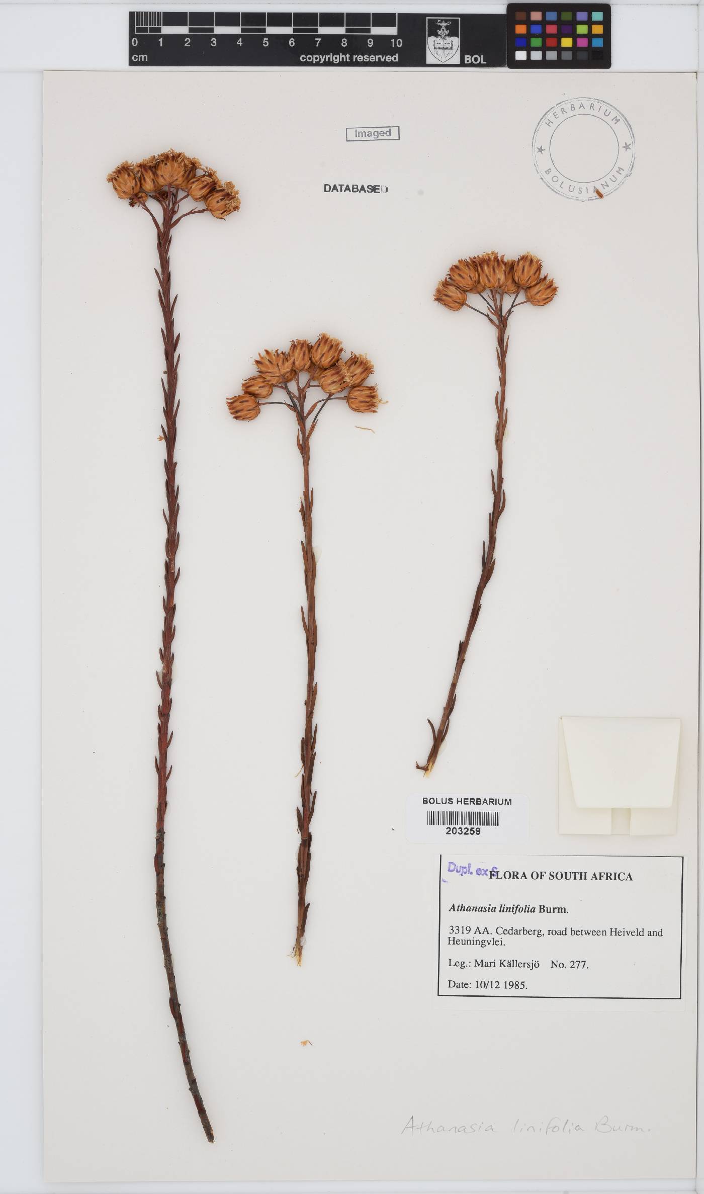 Athanasia linifolia image