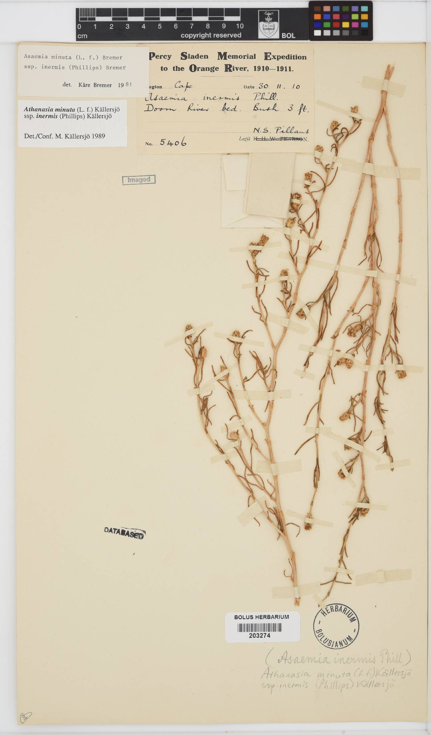 Athanasia minuta subsp. inermis image