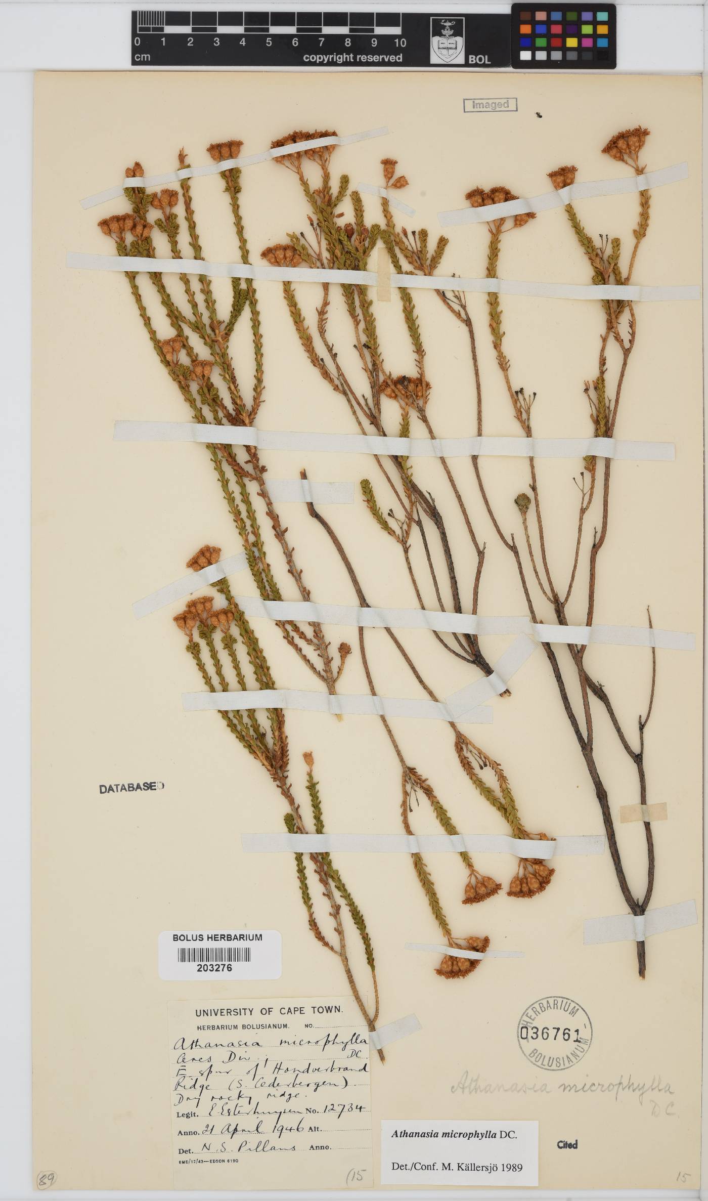 Athanasia microphylla image