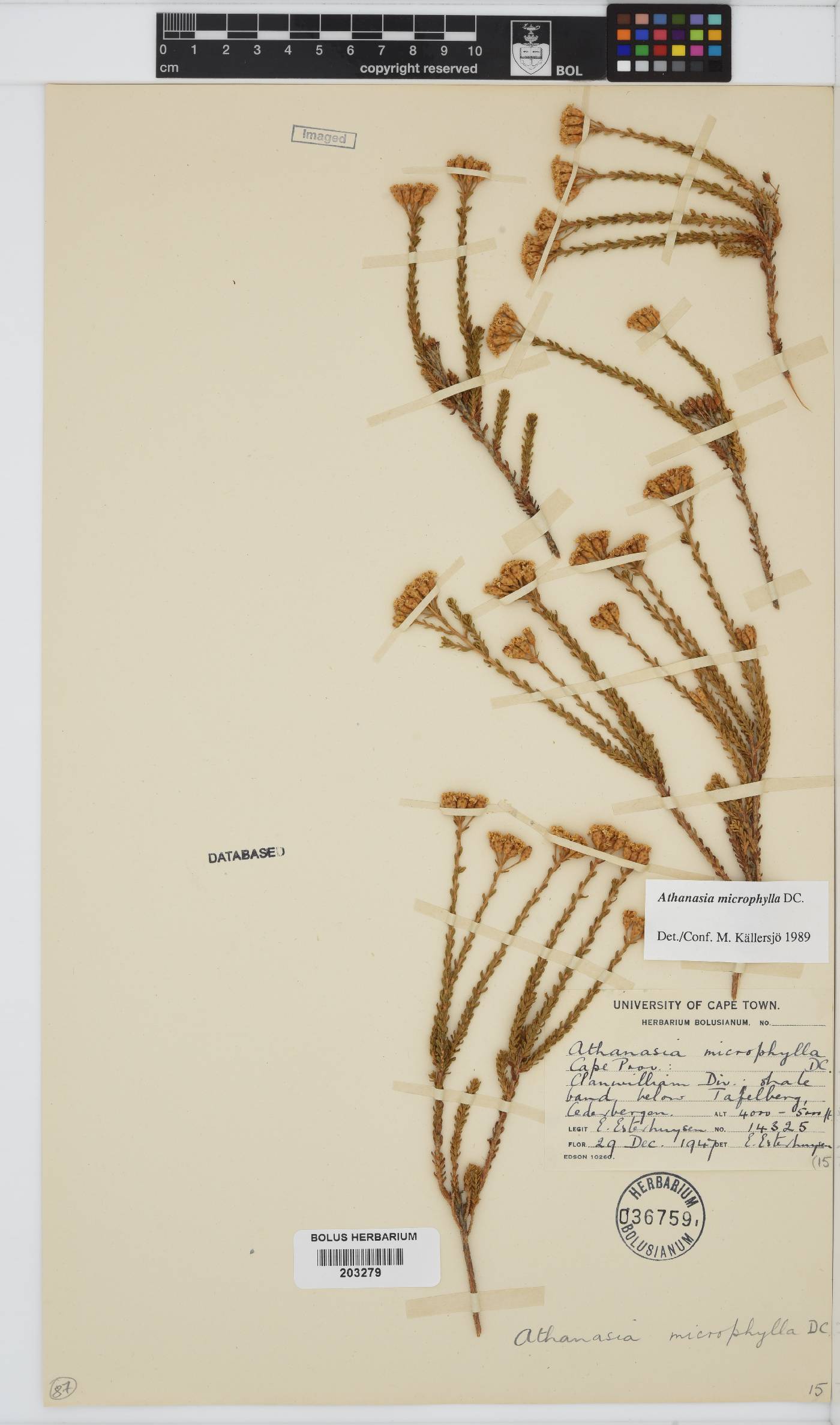 Athanasia microphylla image