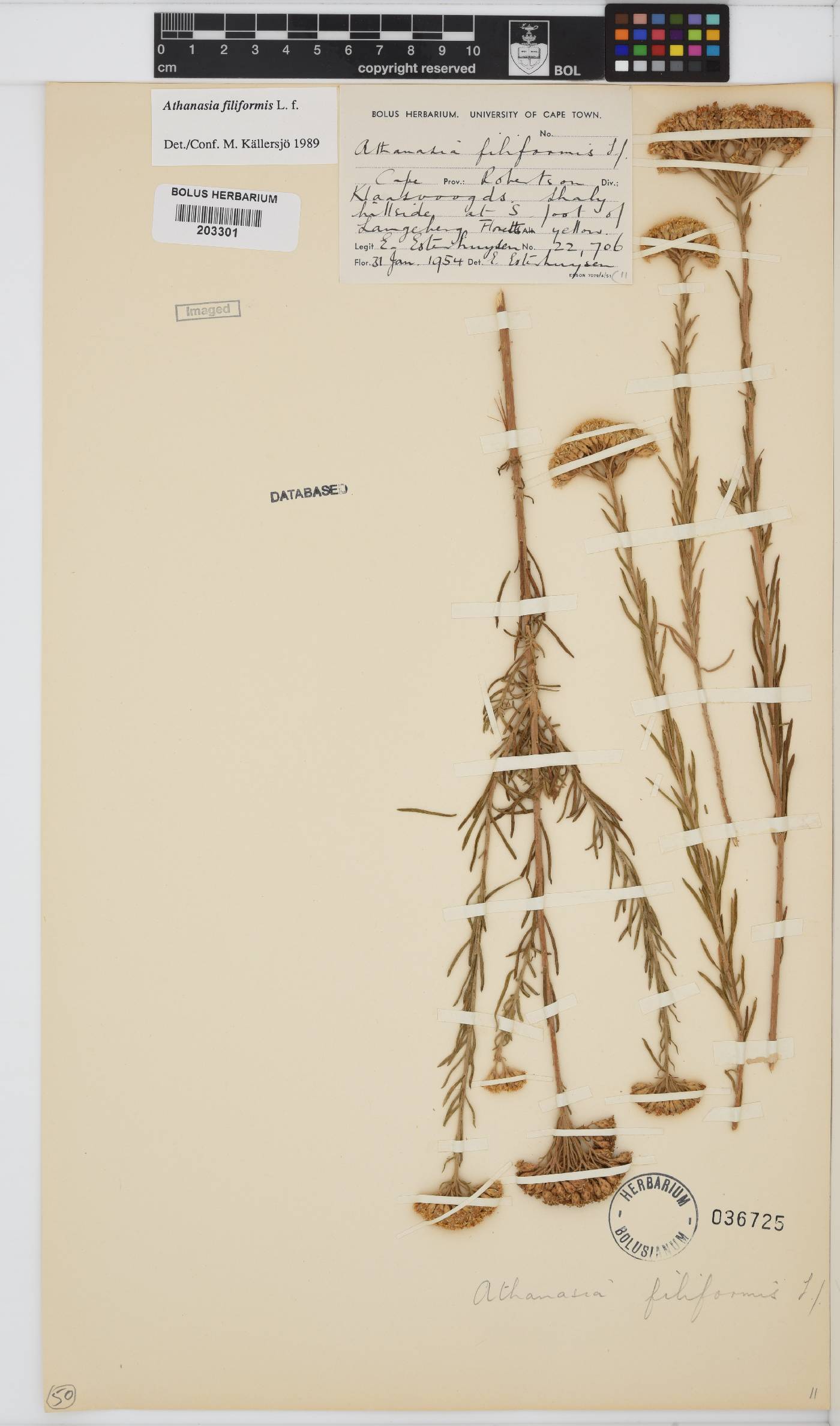 Athanasia filiformis image