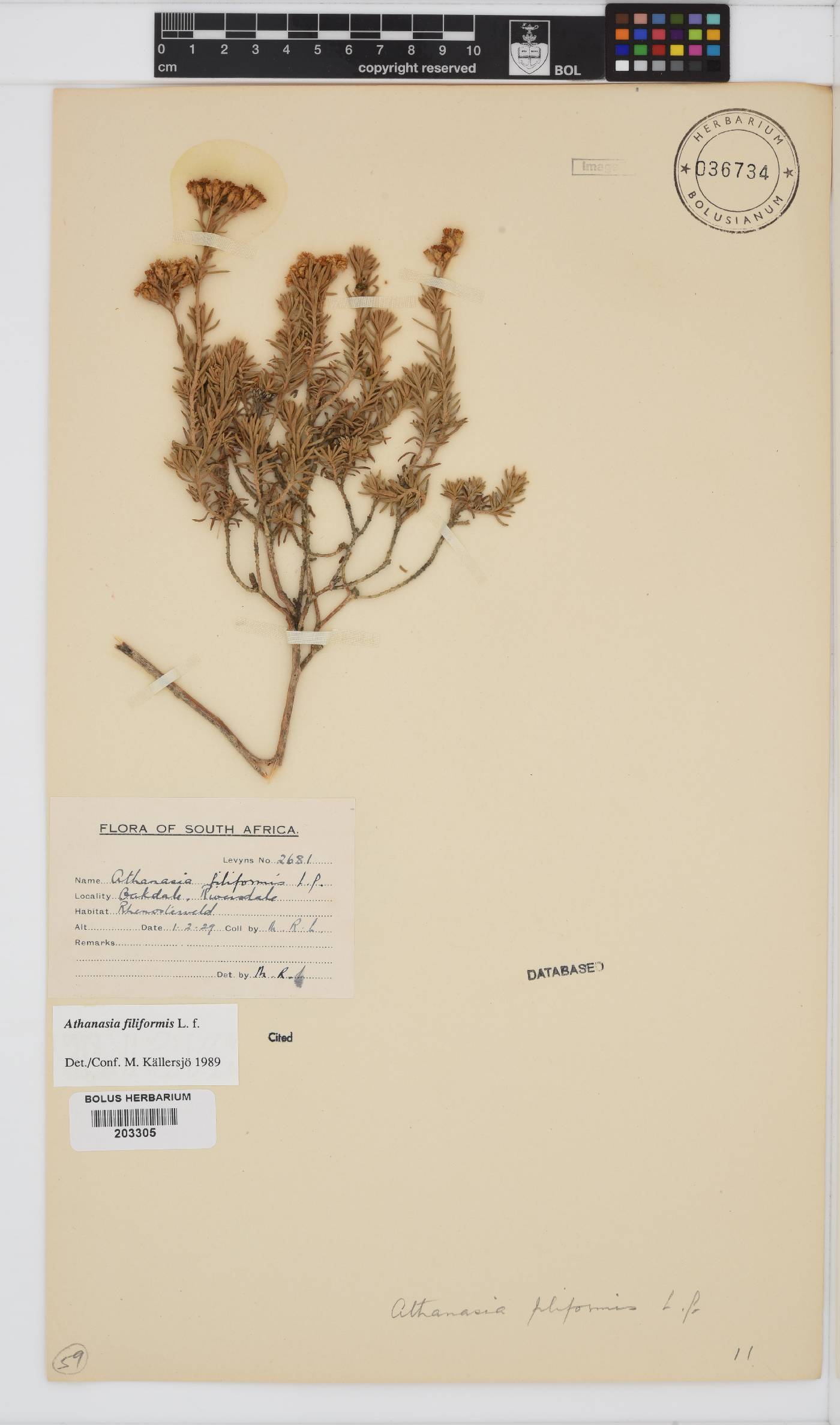 Athanasia filiformis image