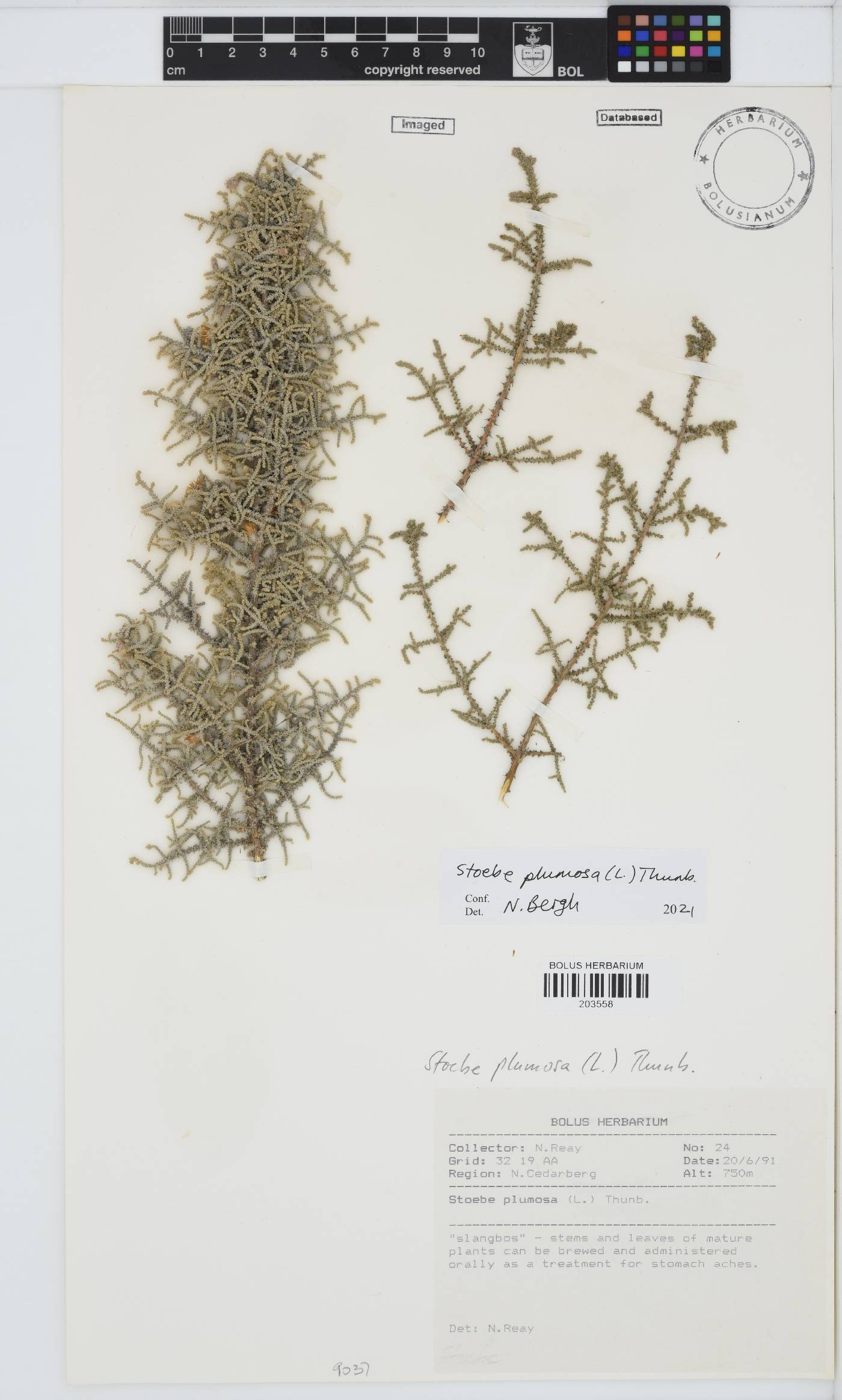 Seriphium plumosum image