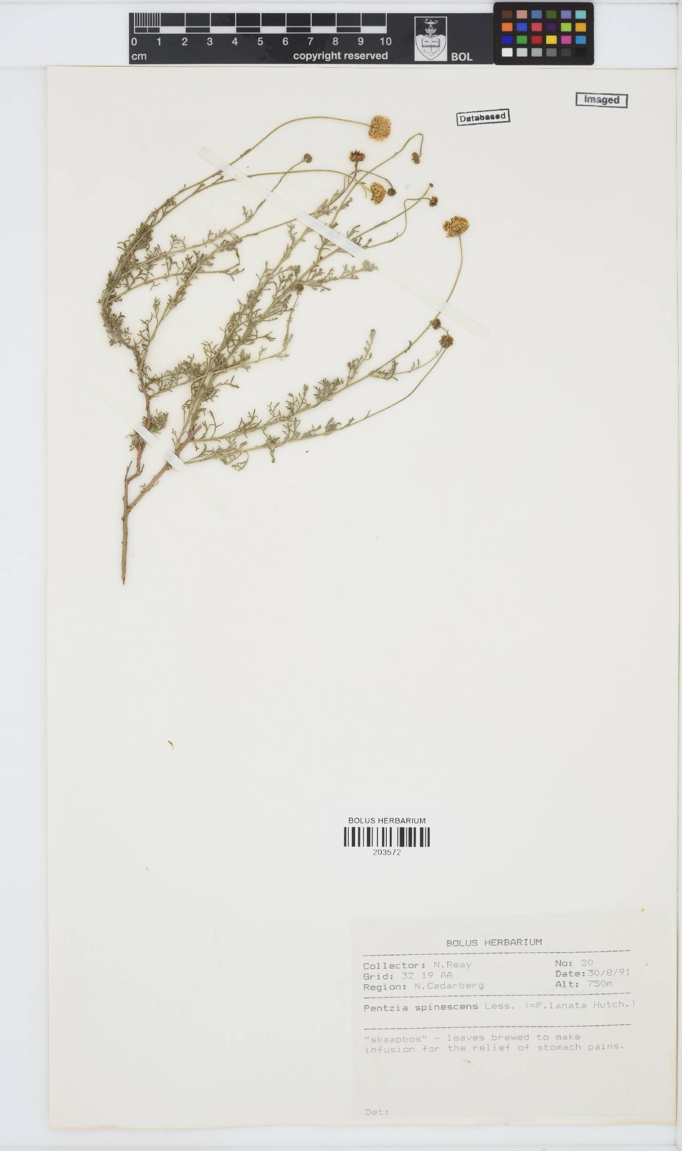 Pentzia spinescens image