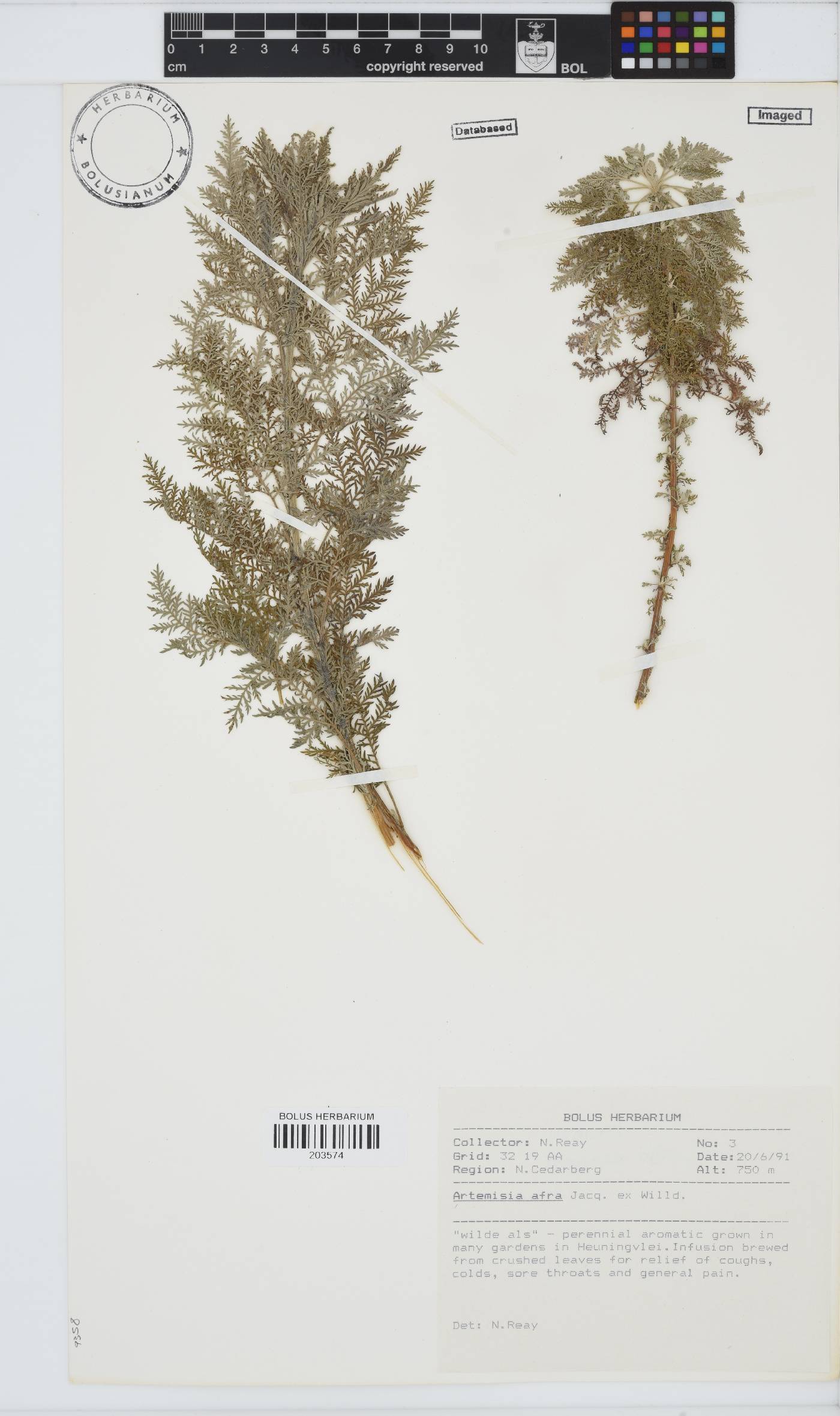 Artemisia afra image