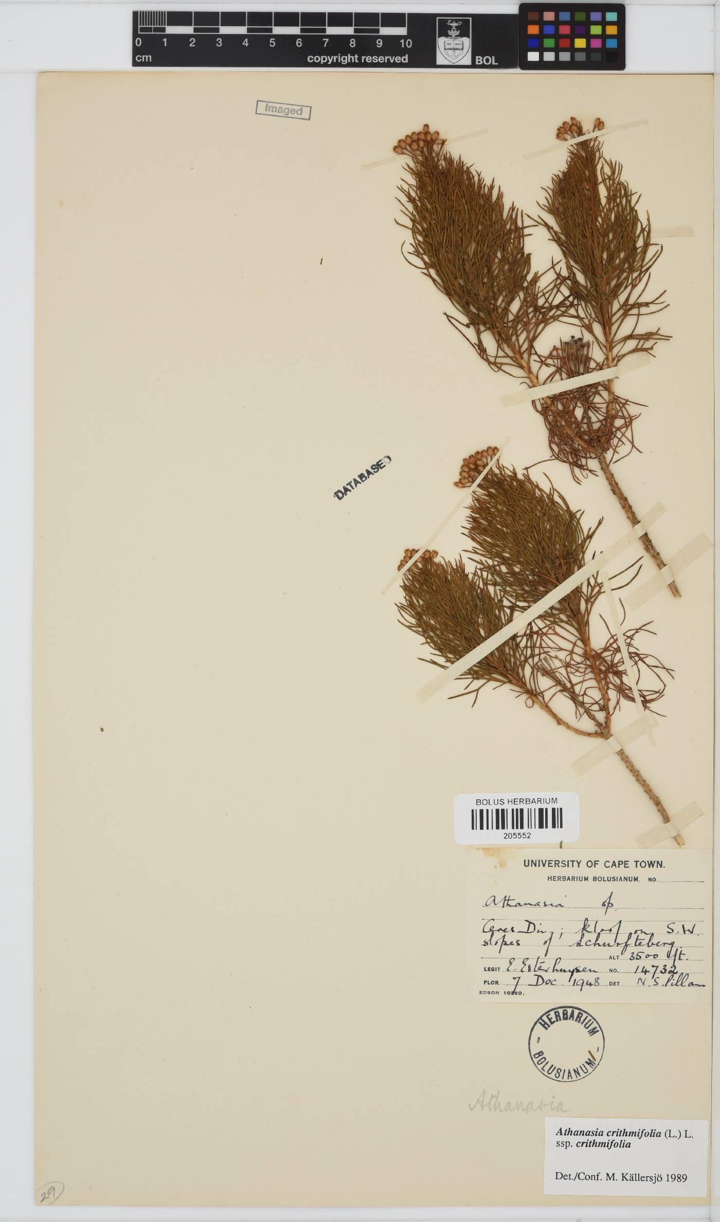 Athanasia crithmifolia subsp. crithmifolia image