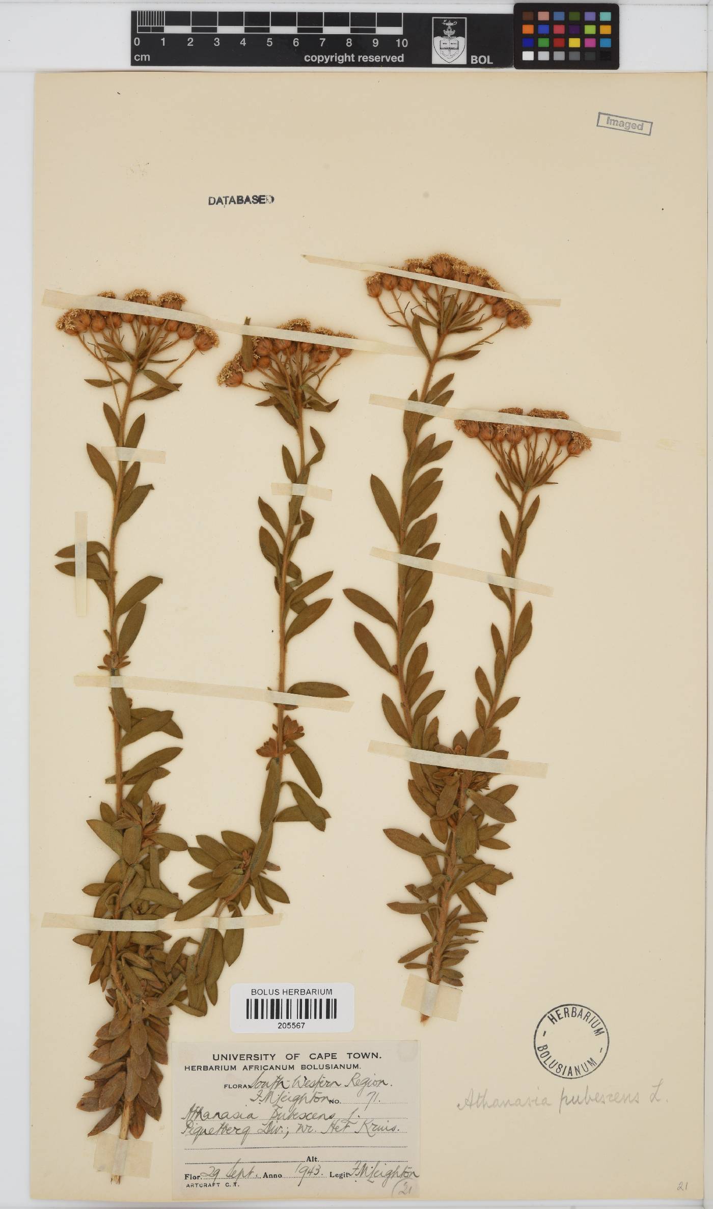 Athanasia pubescens image