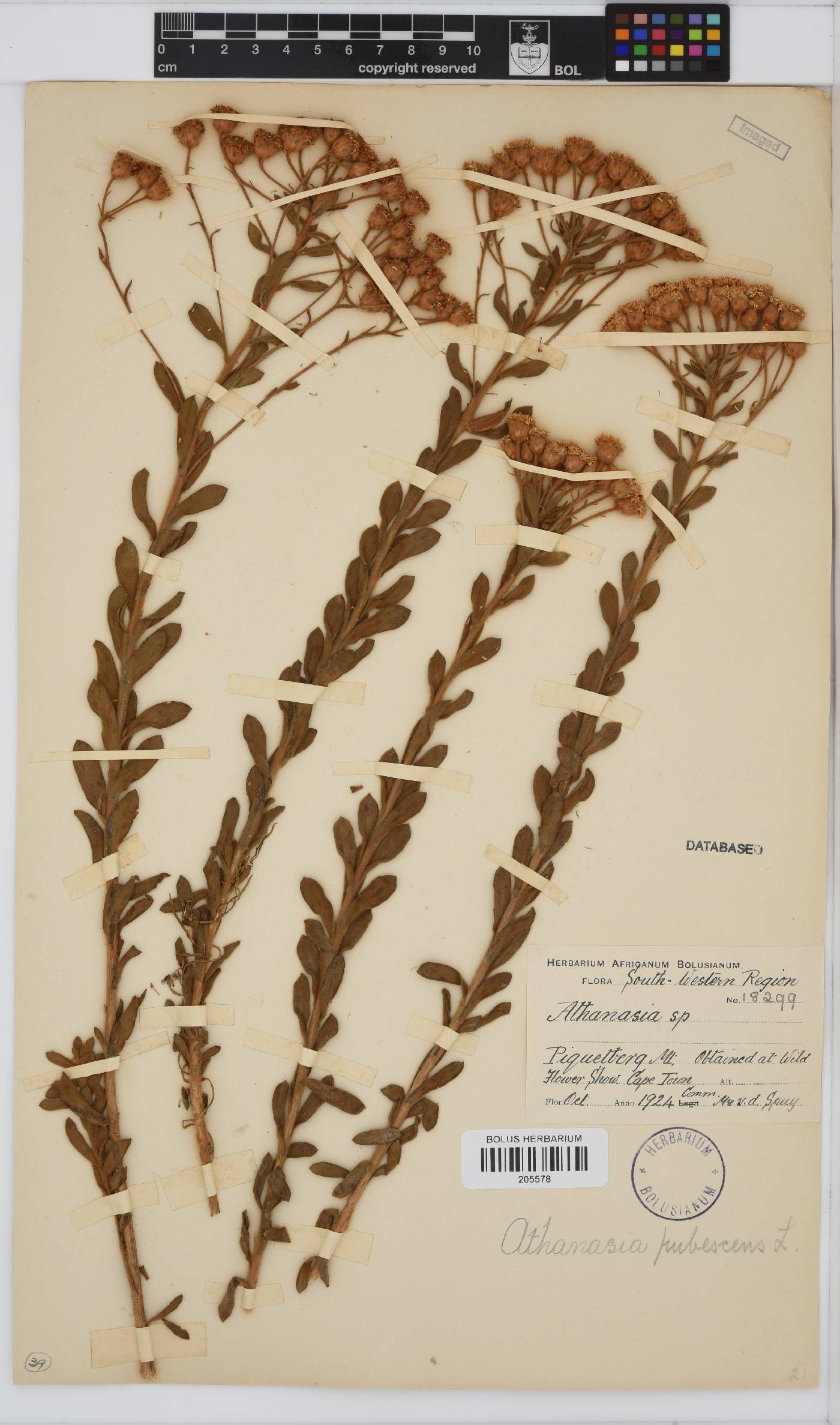 Athanasia pubescens image