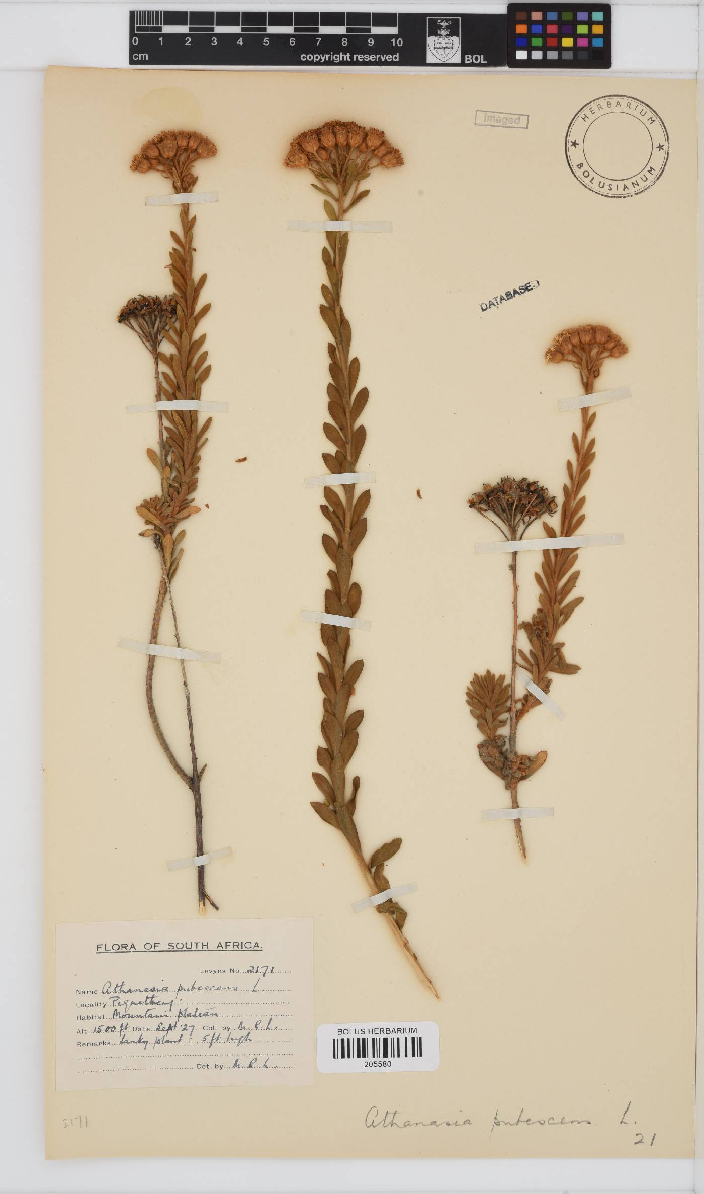 Athanasia pubescens image