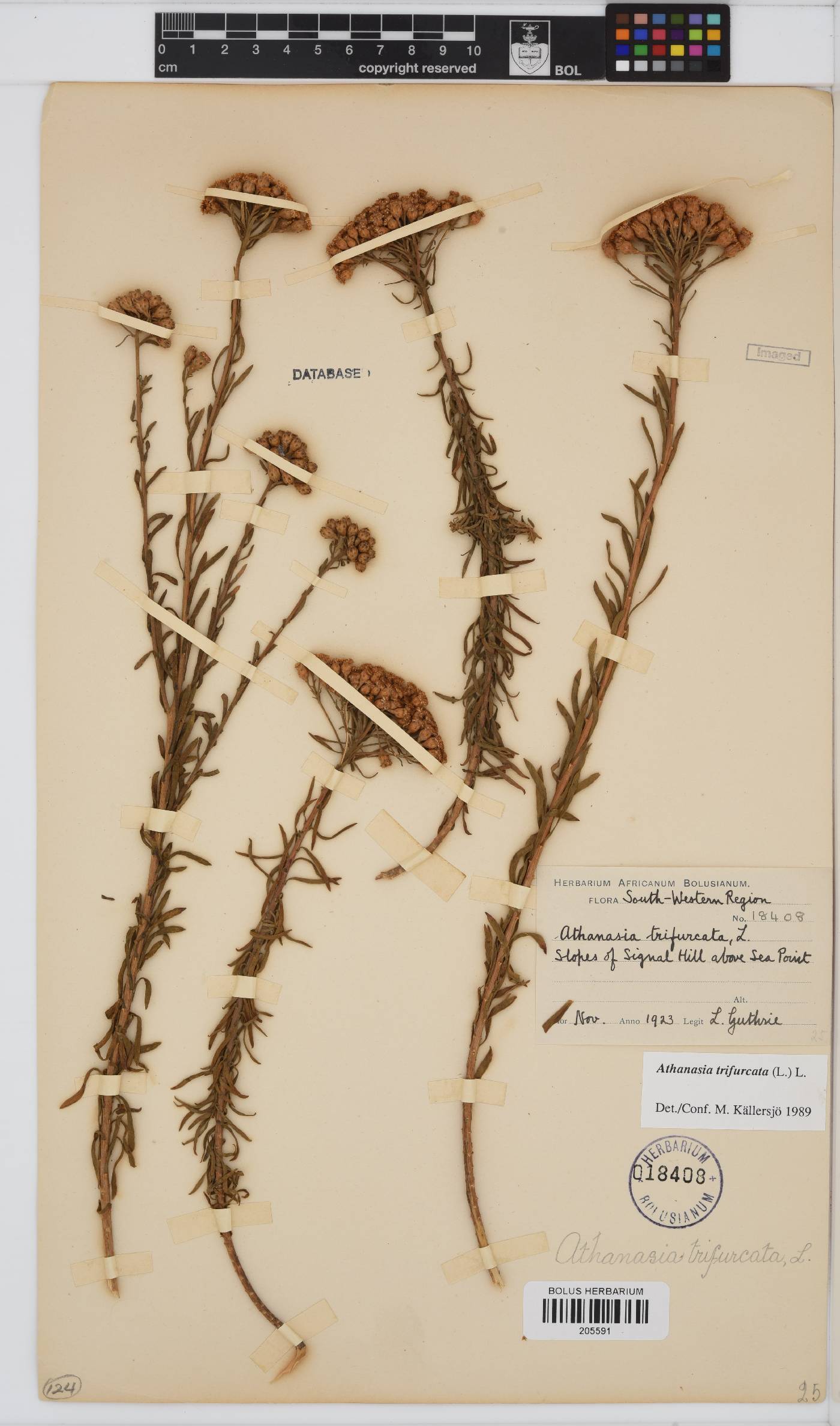 Athanasia trifurcata image