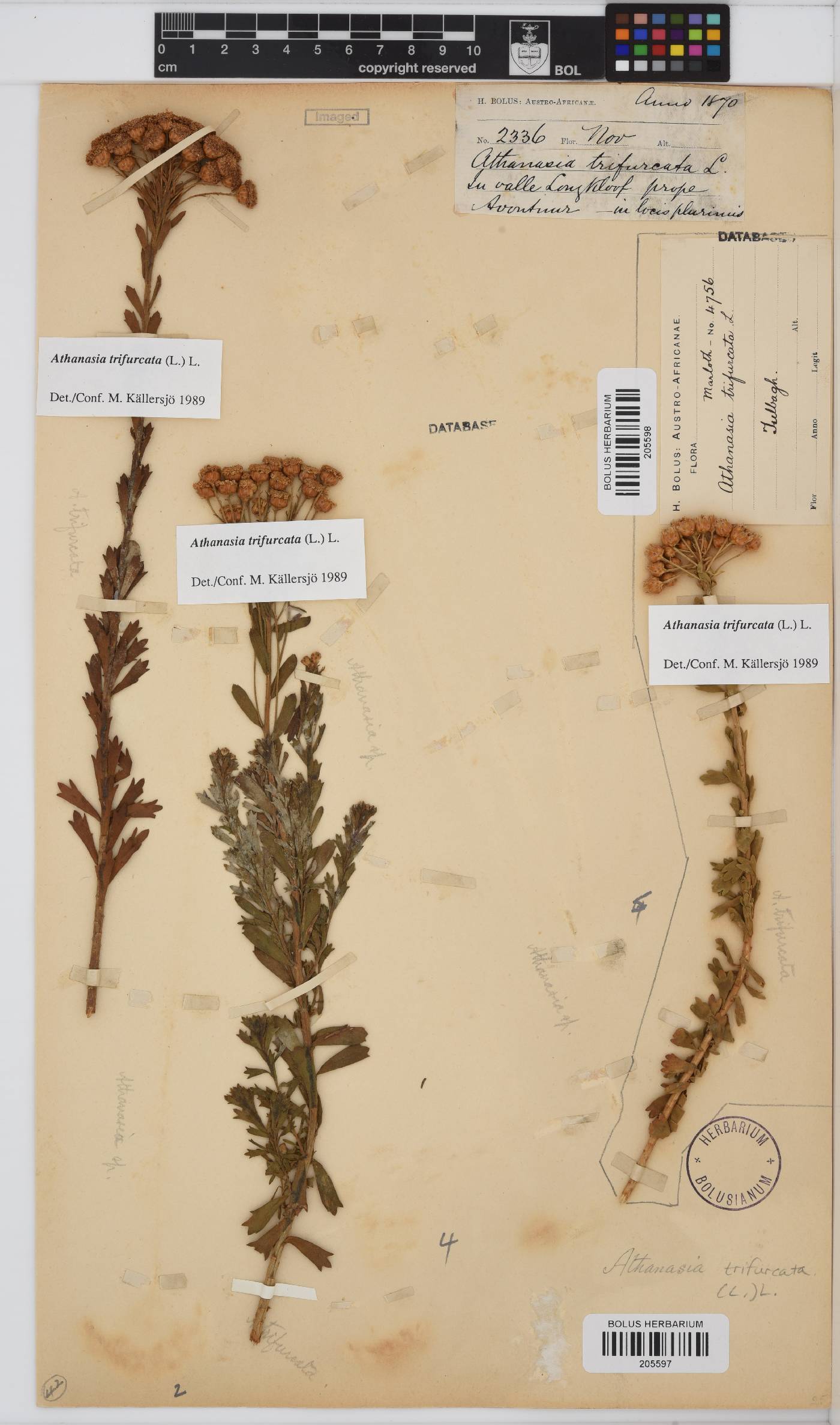 Athanasia trifurcata image