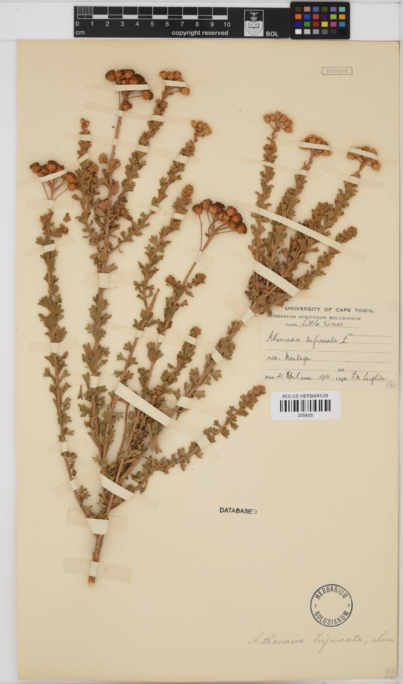 Athanasia trifurcata image