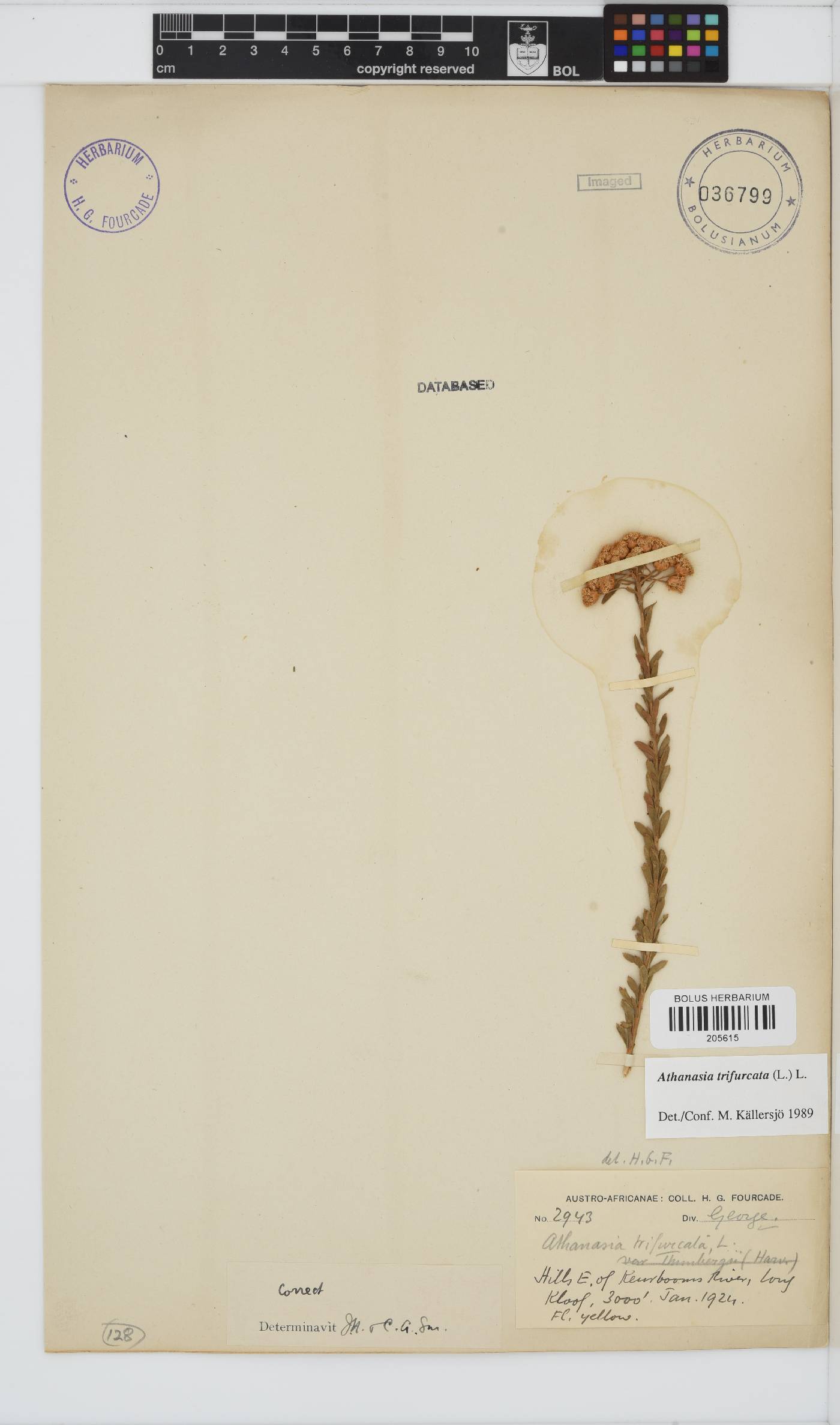 Athanasia image