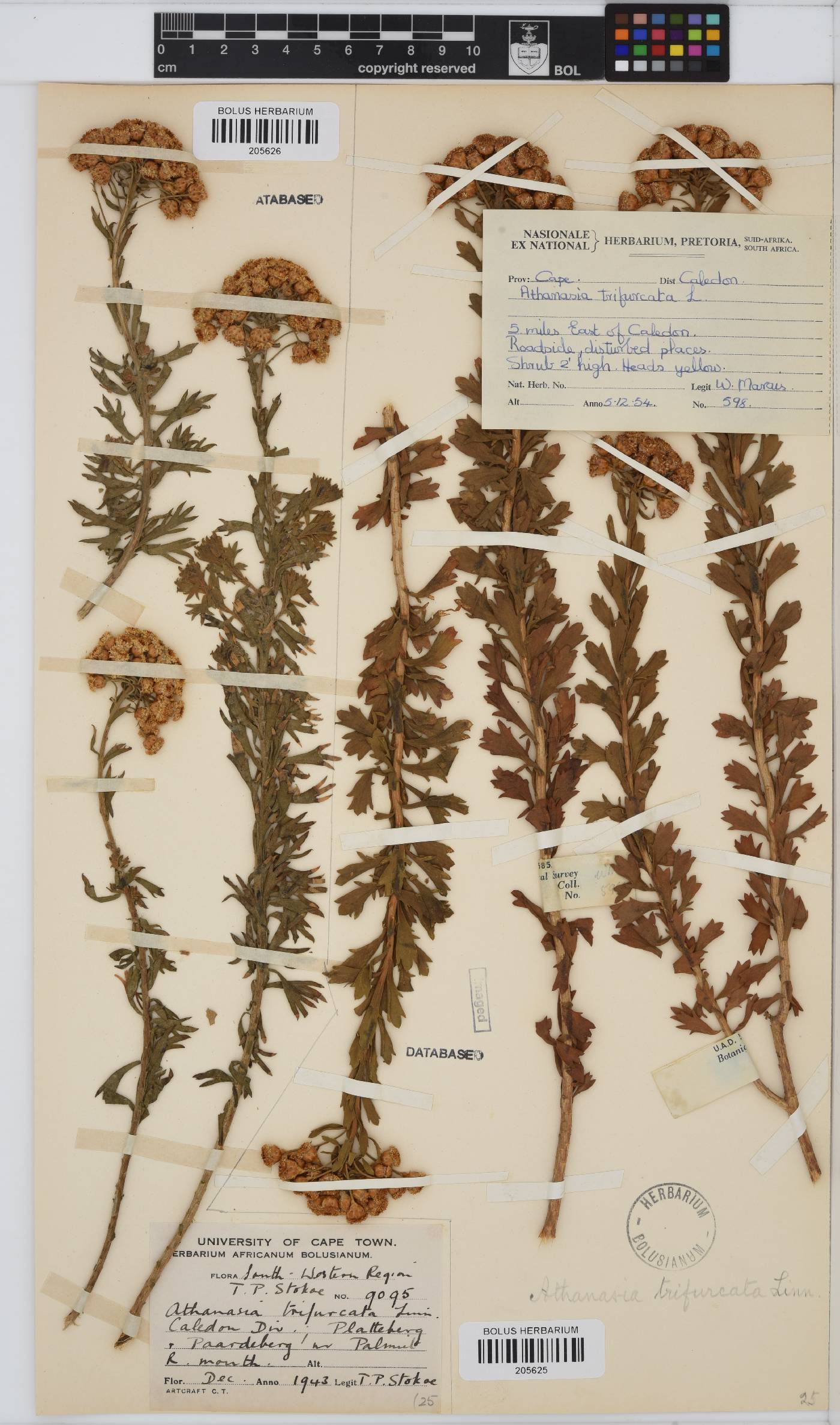 Athanasia trifurcata image