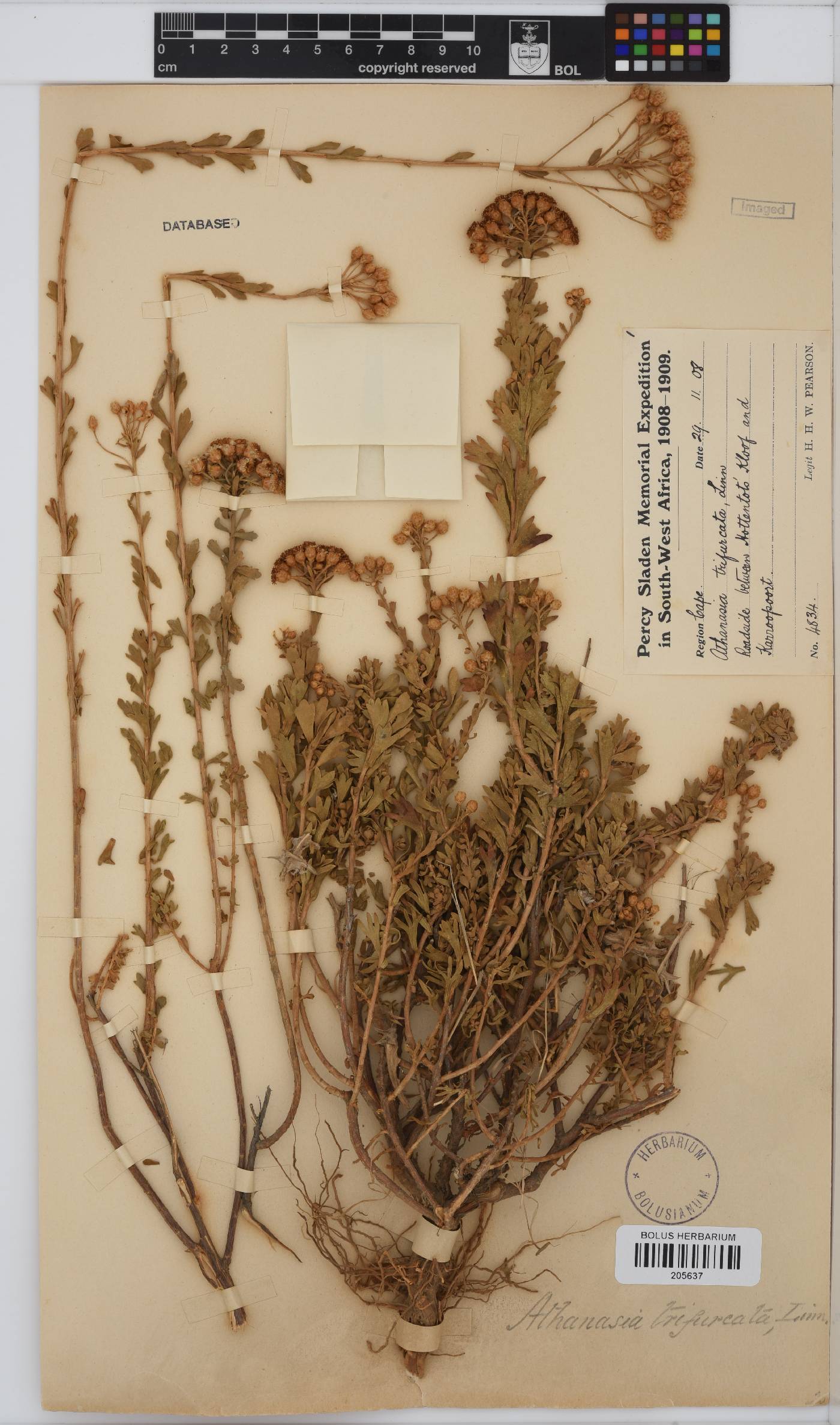 Athanasia trifurcata image