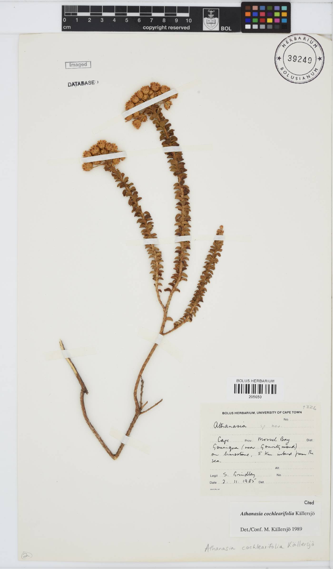 Athanasia cochlearifolia image
