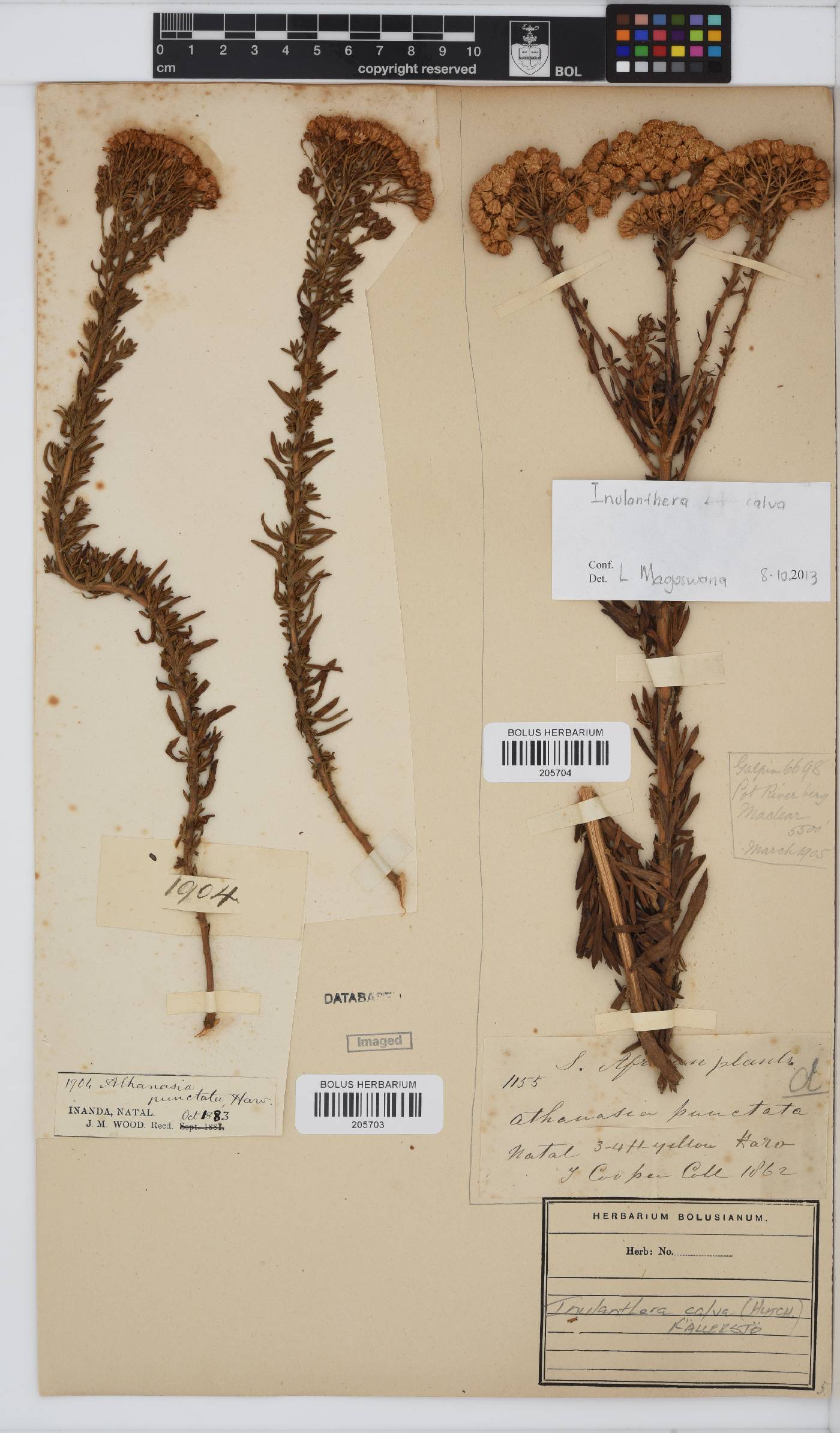 Inulanthera calva image