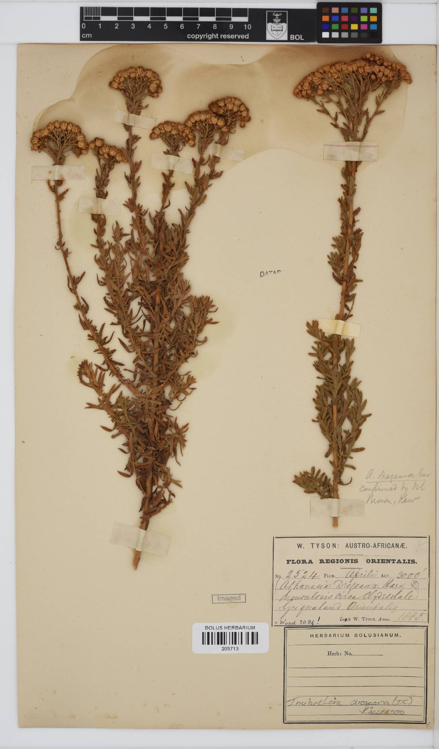 Inulanthera dregeana image