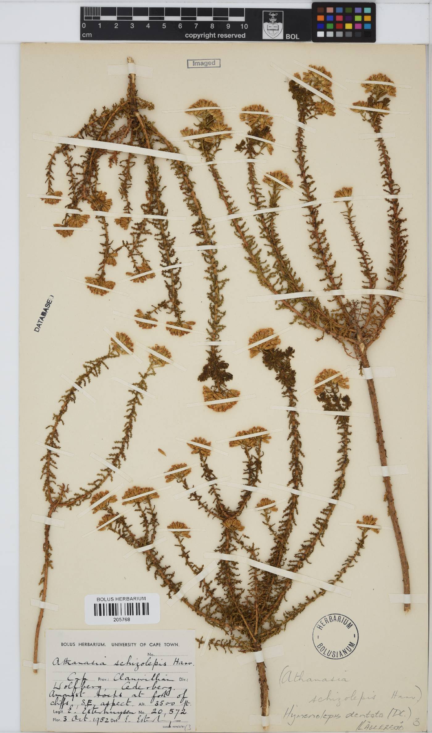 Hymenolepis image