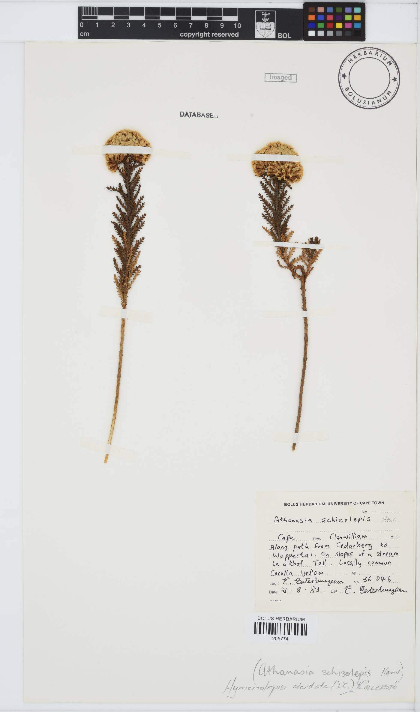 Hymenolepis dentata image