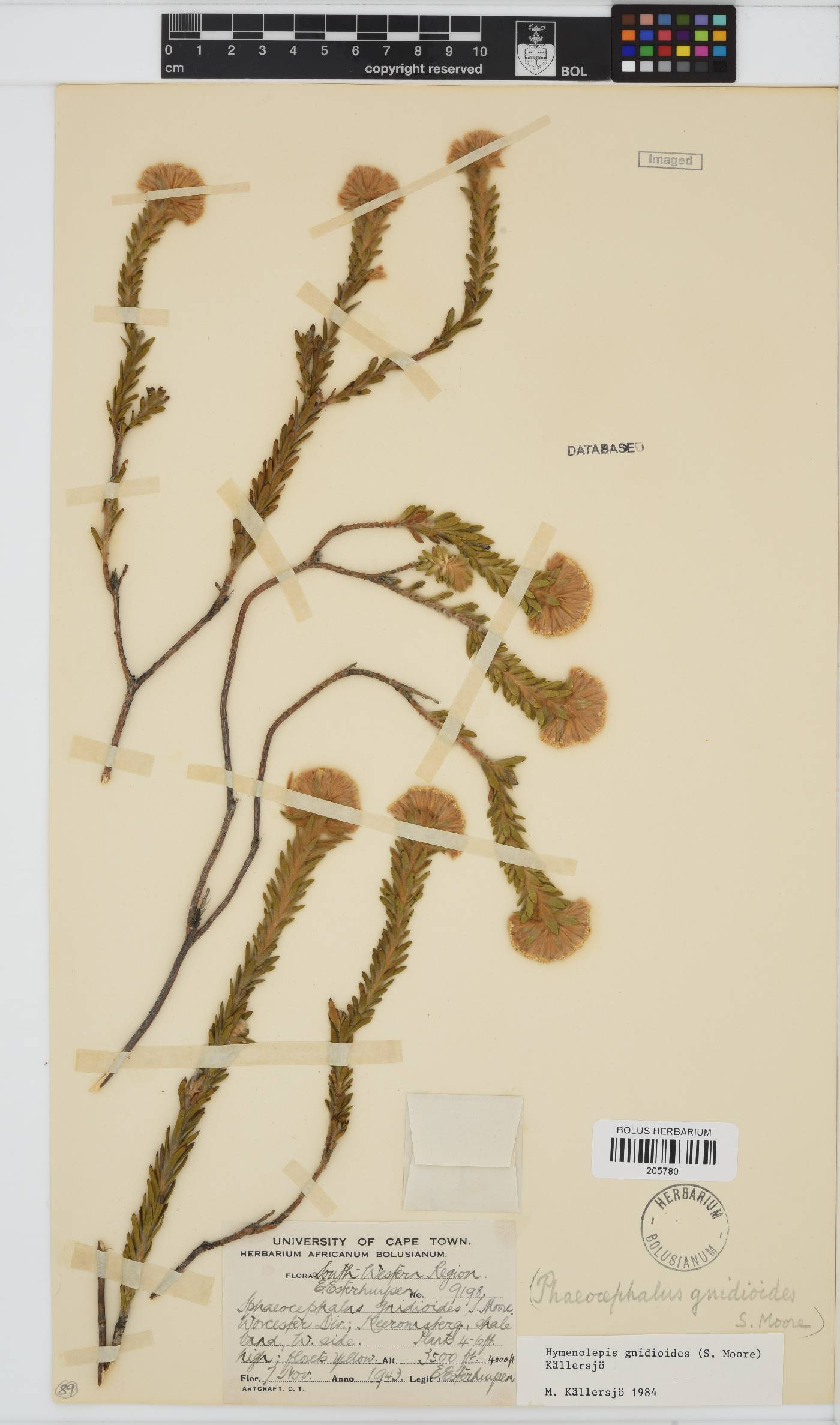Hymenolepis gnidioides image