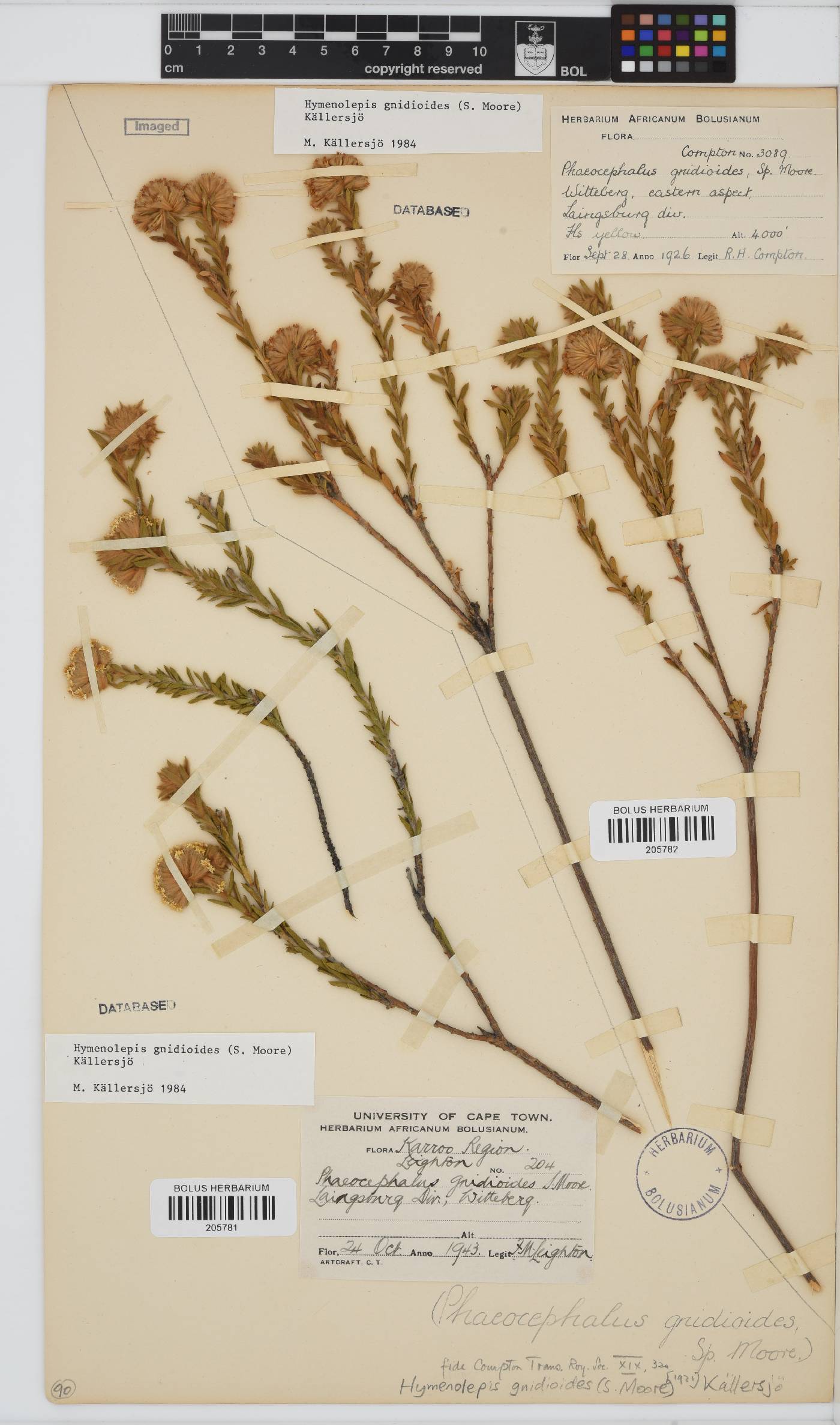 Hymenolepis gnidioides image