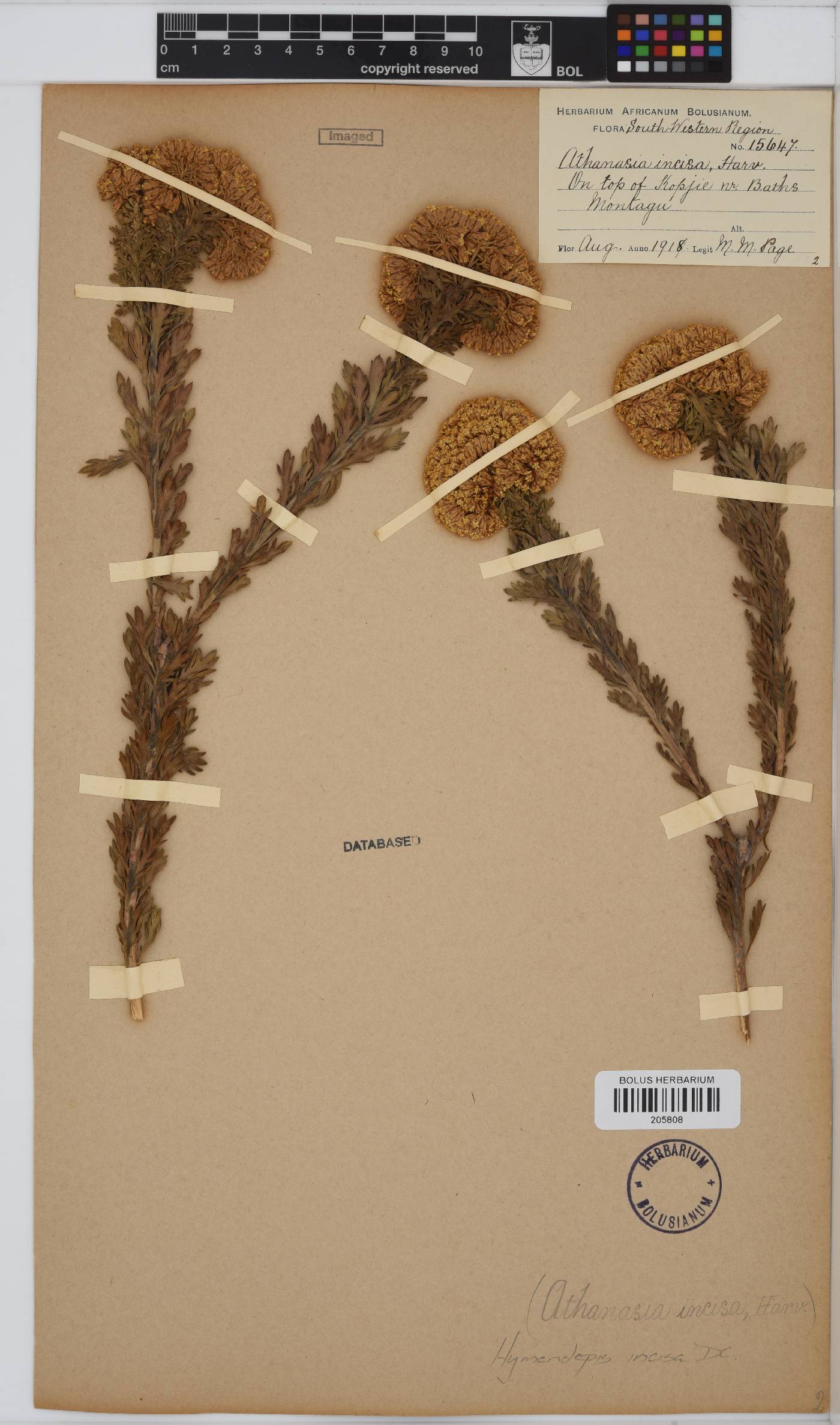 Hymenolepis incisa image