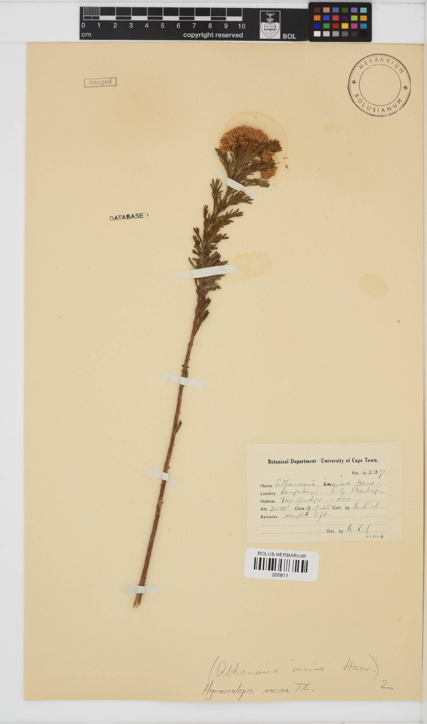 Hymenolepis incisa image