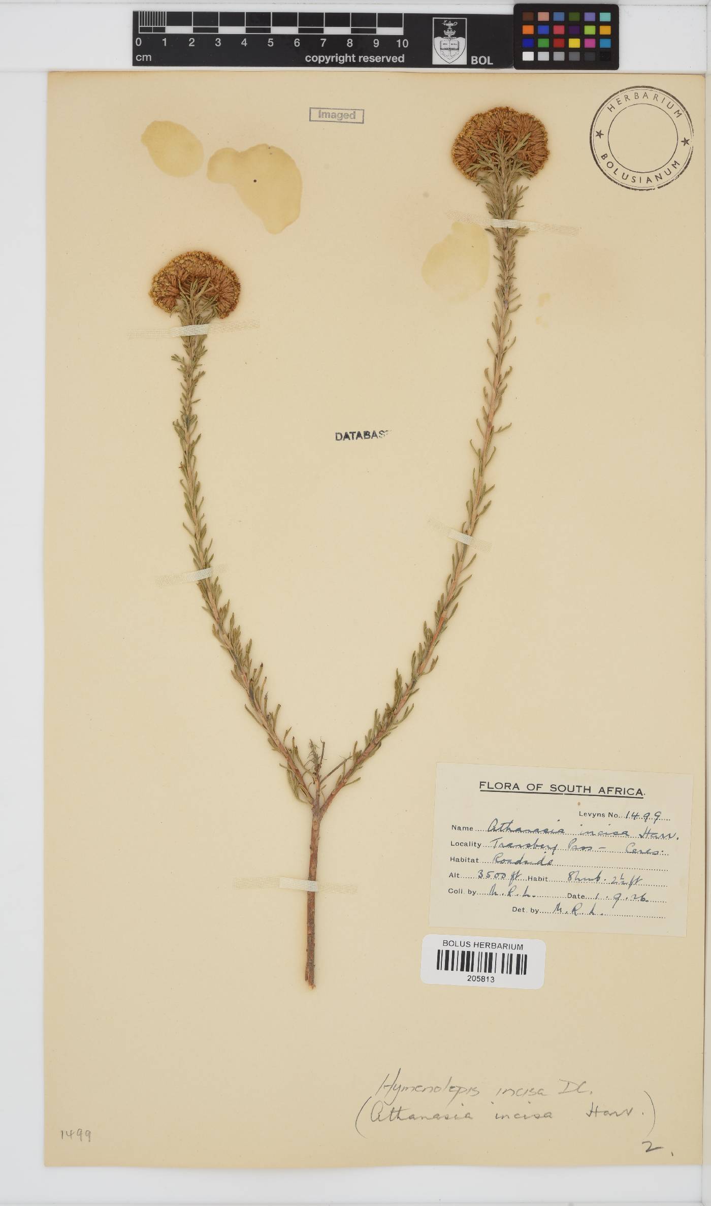 Hymenolepis incisa image