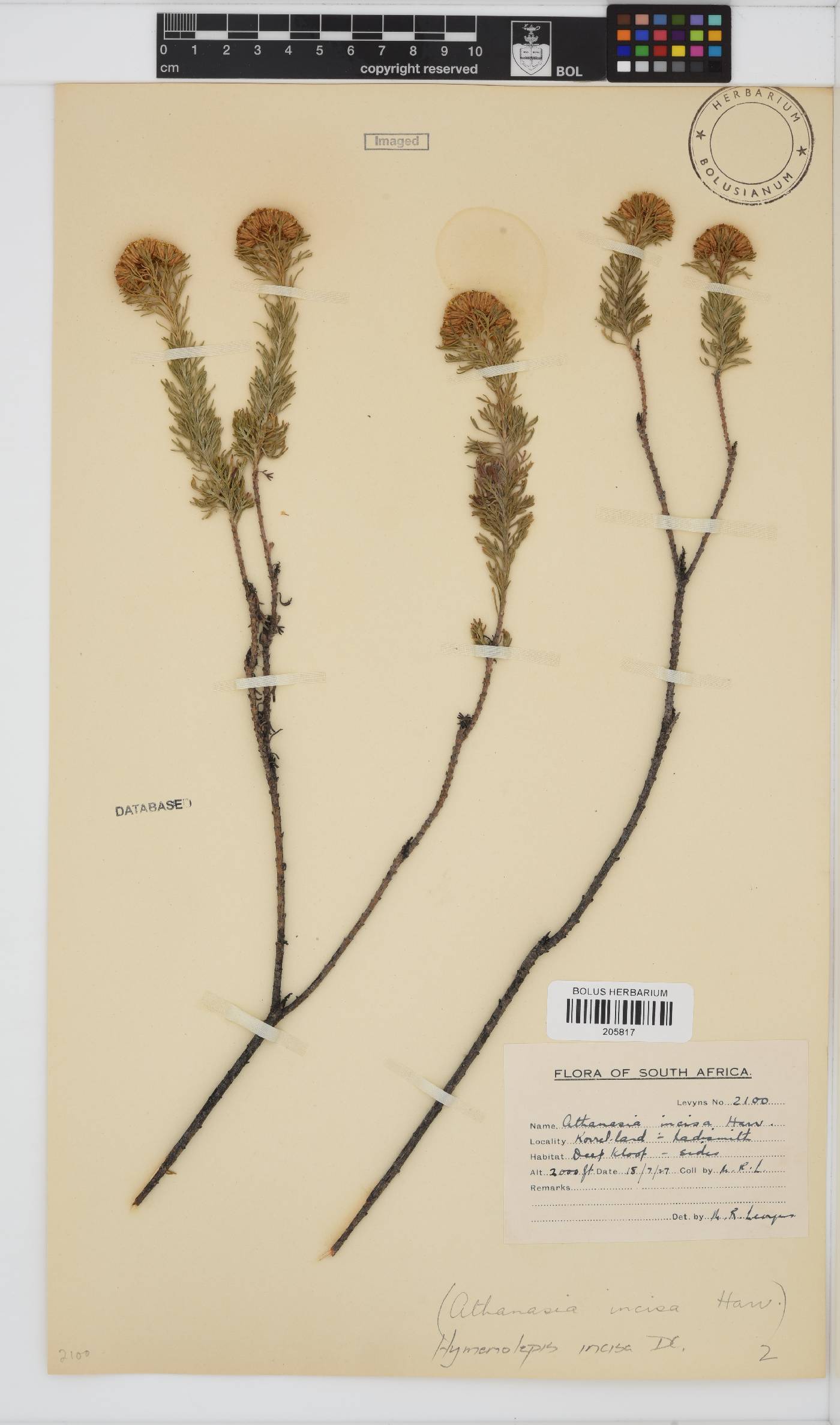Hymenolepis incisa image