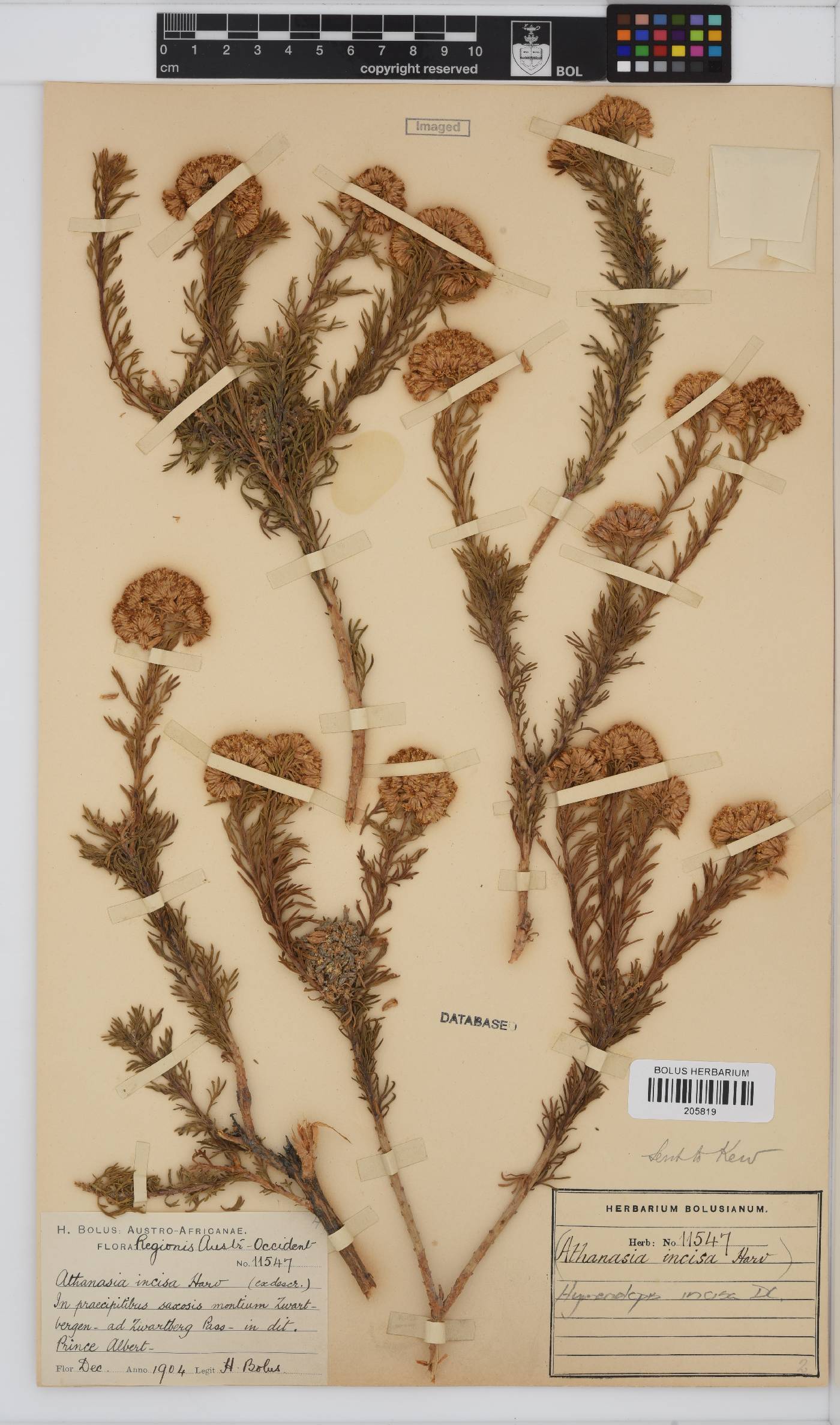 Hymenolepis incisa image