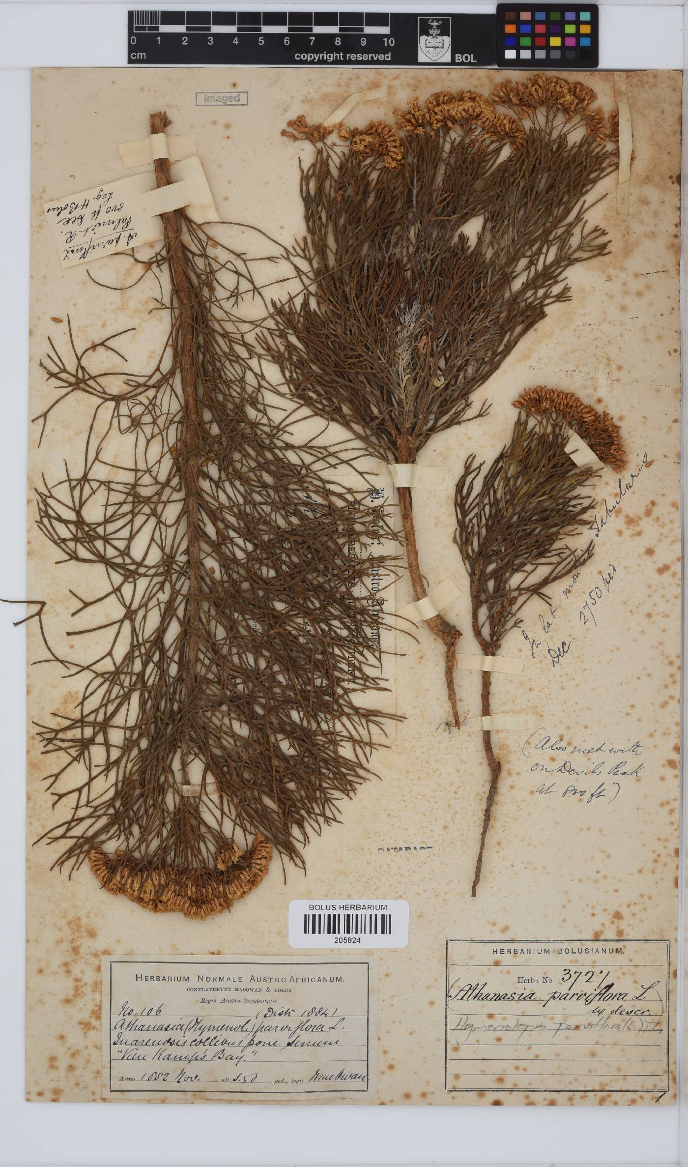 Hymenolepis crithmifolia image