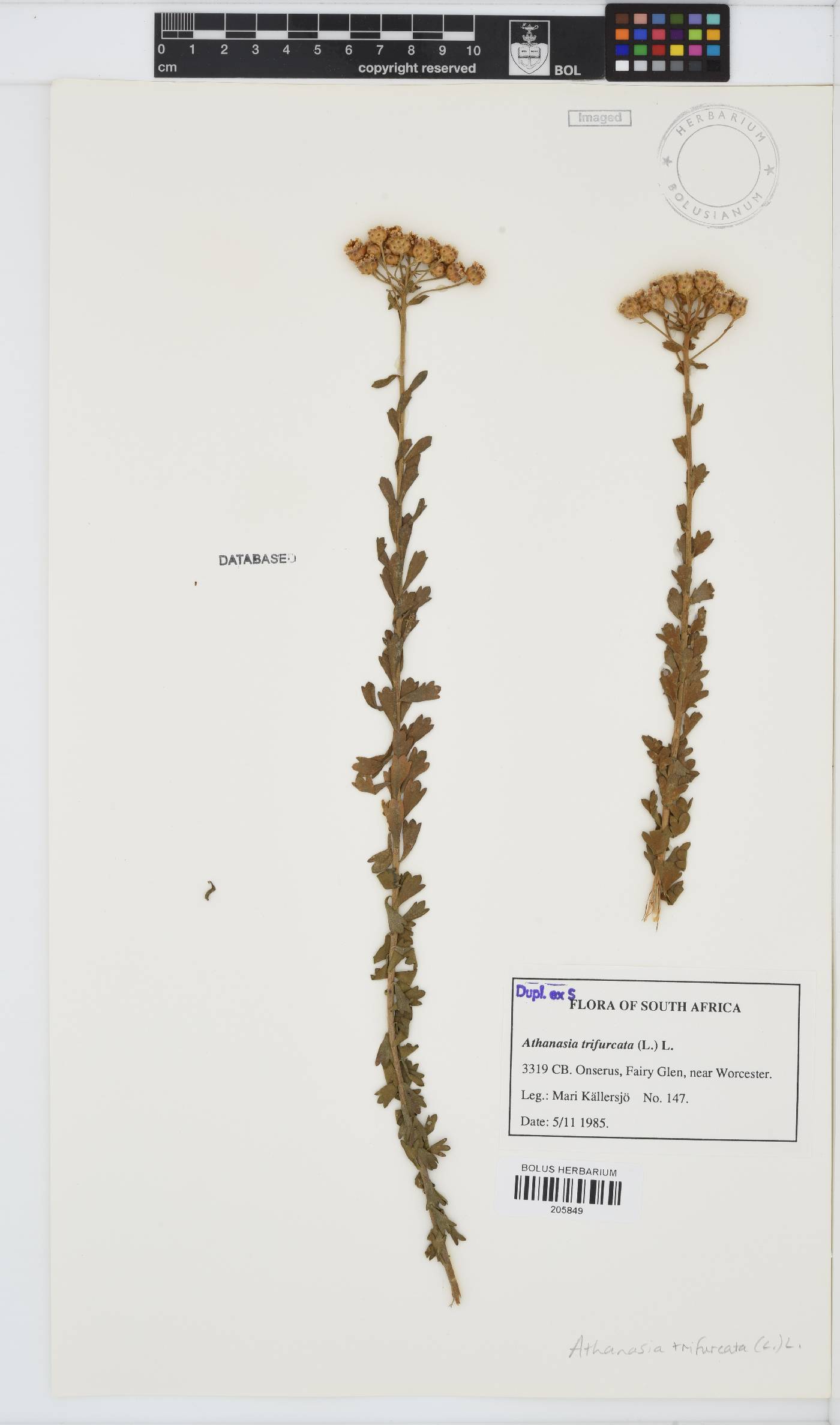 Athanasia trifurcata image