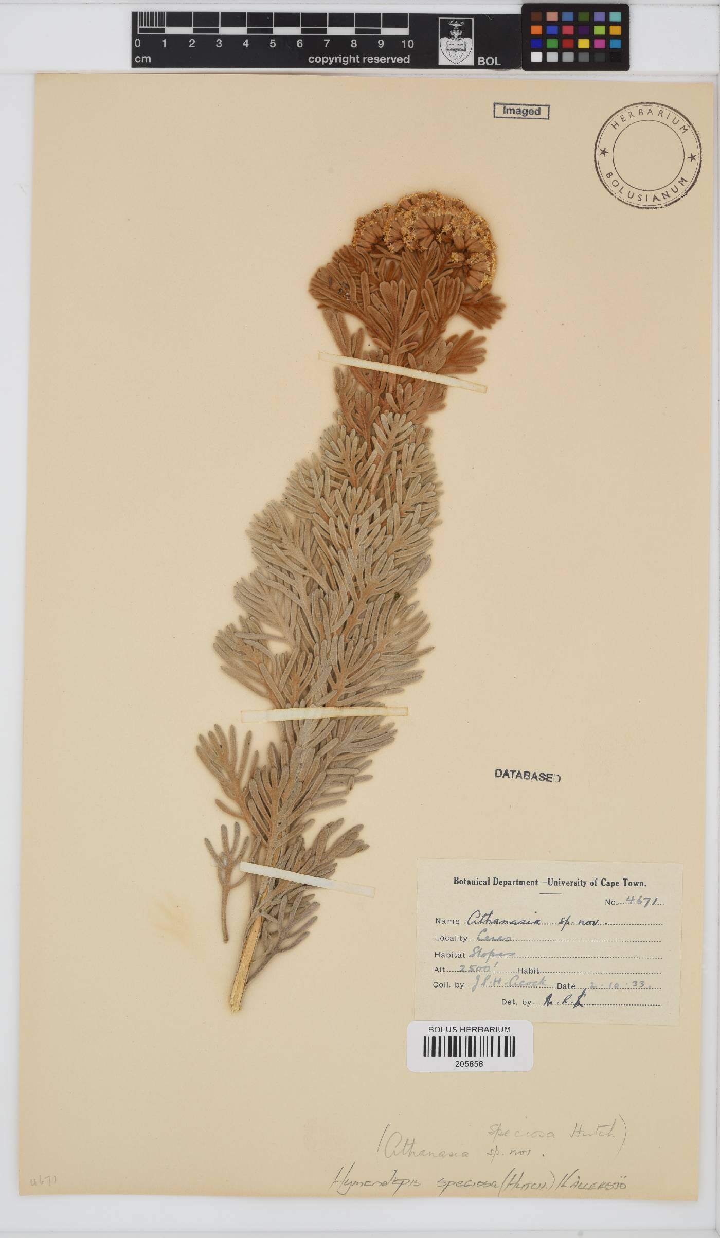 Hymenolepis speciosa image