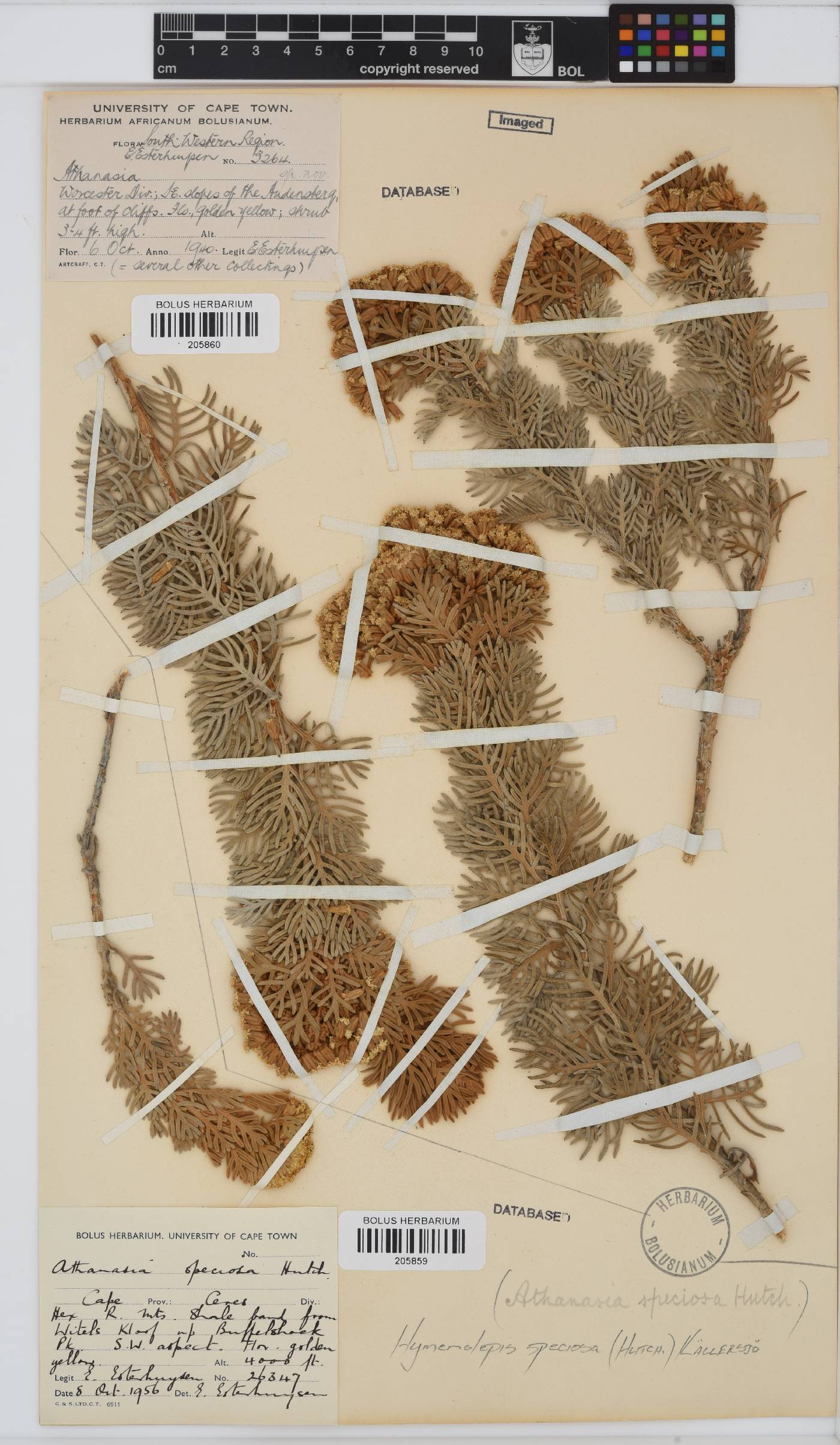 Hymenolepis speciosa image